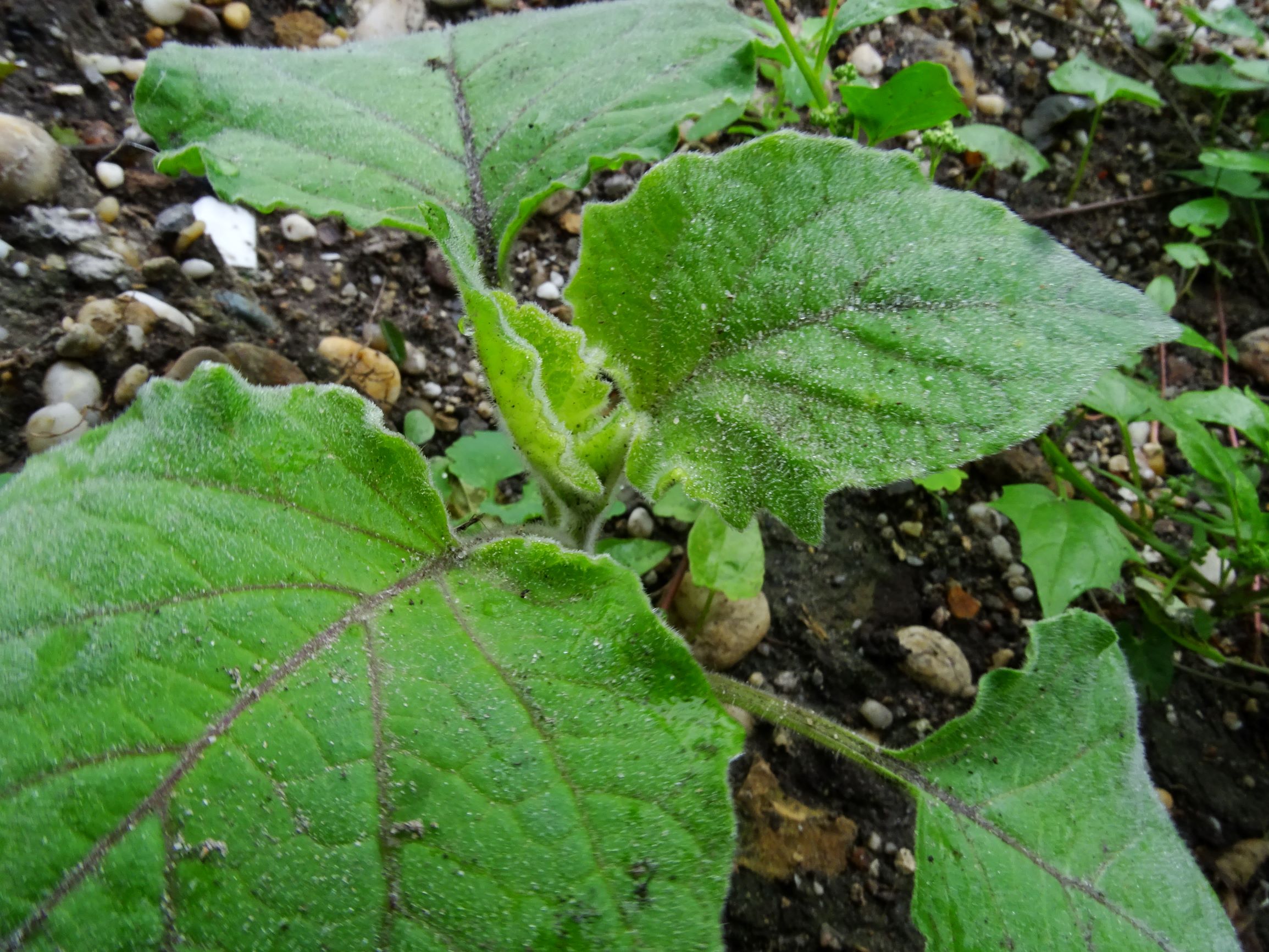 DSC09790 prell-so Physalis peruviana .JPG