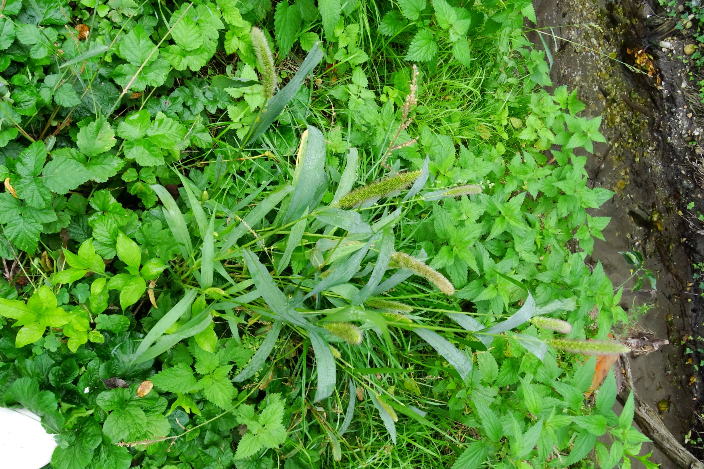 DSC09810 prell-so setaria viridis.JPG