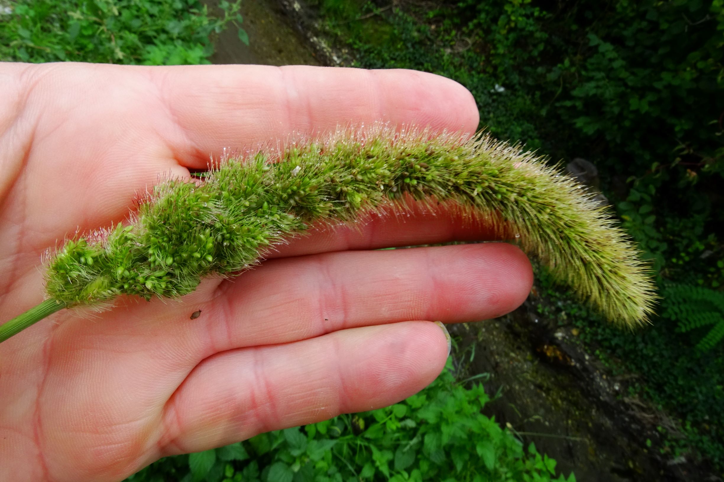 DSC09814 prell-so setaria viridis.JPG