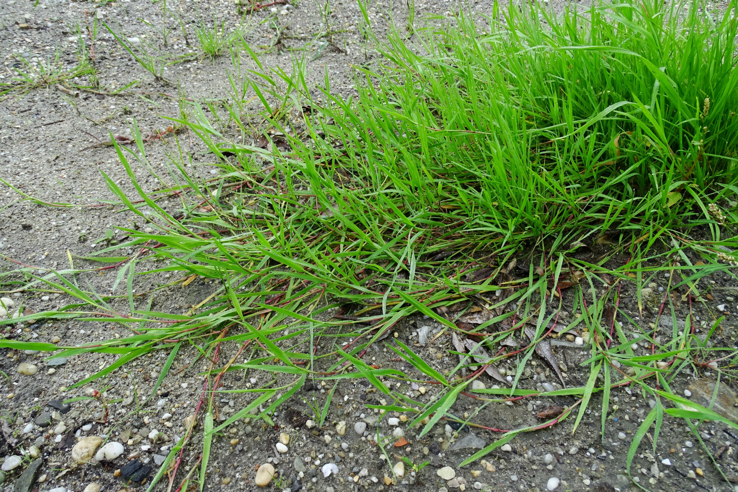 DSC09857 prell-so agrostis stolonifera.JPG