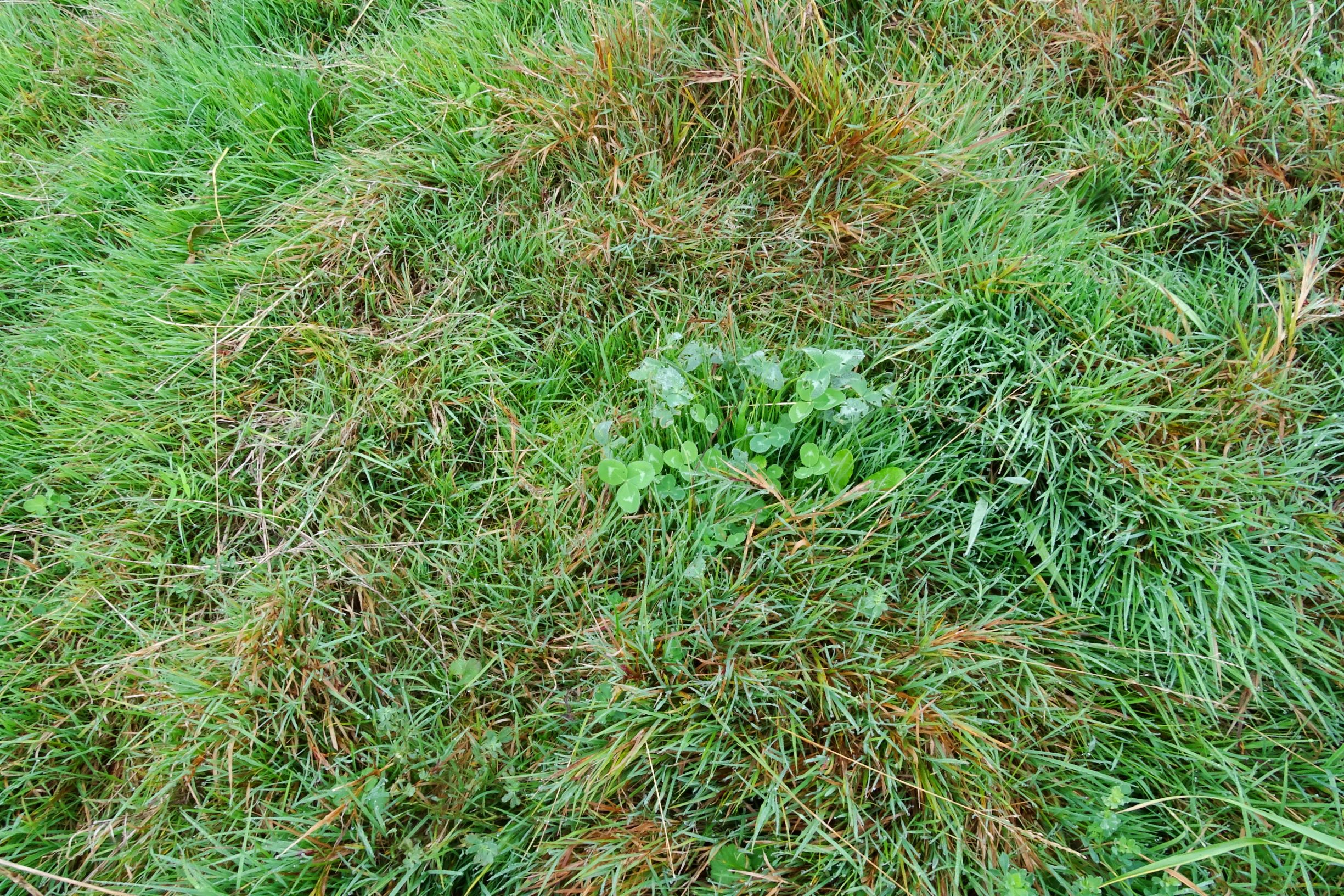 DSC09861 prell-so agrostis stolonifera.JPG