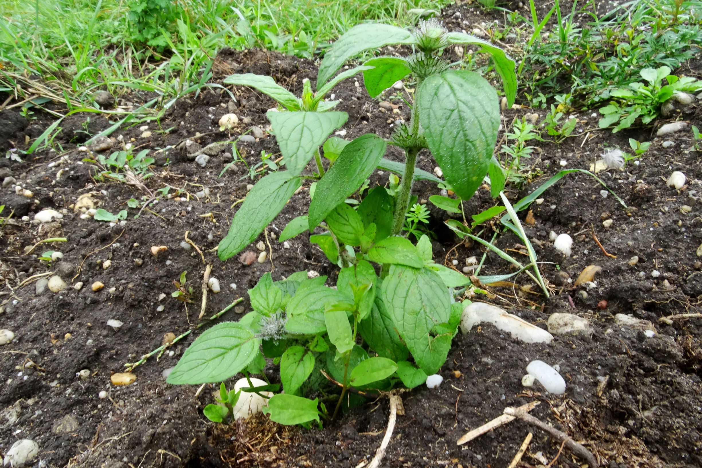 DSC09891 prell-so cf. clinopodium vulgare.JPG