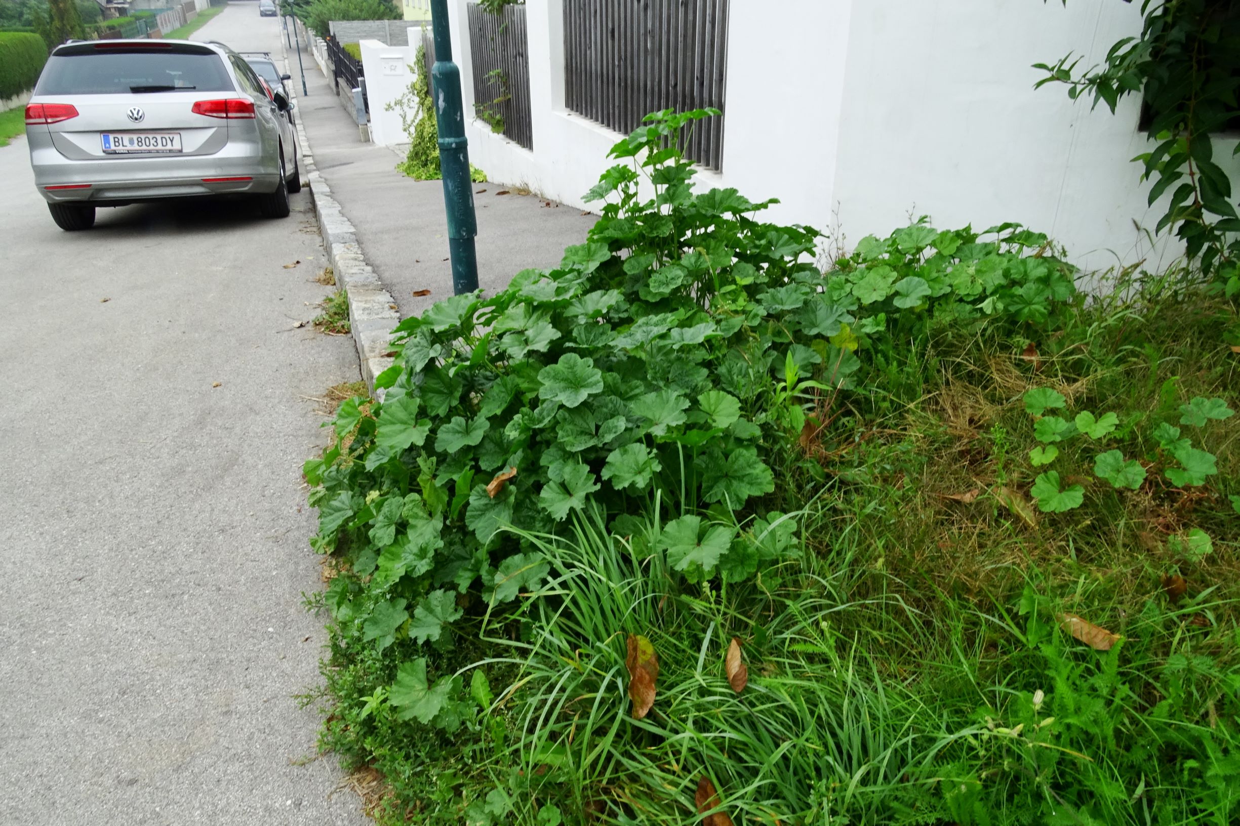 DSC09910 prell-so malva sylvestris in nur 1-mähdigem straßensaum.JPG