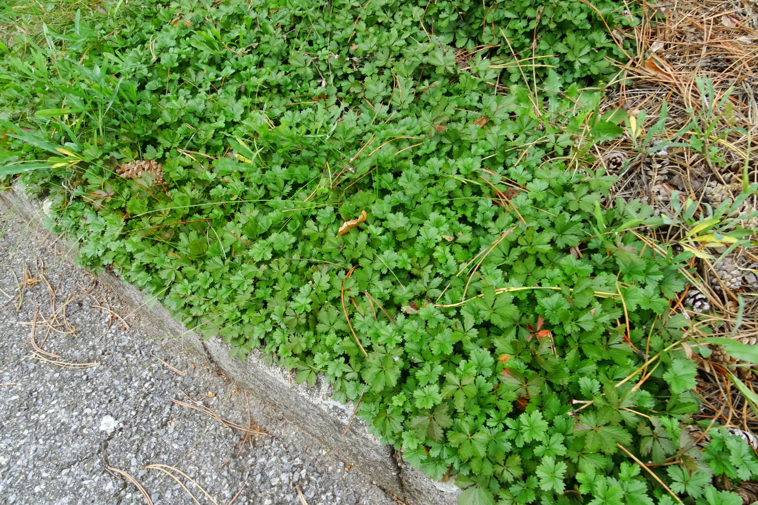 DSC09930 prell-so potentilla neumanniana.JPG