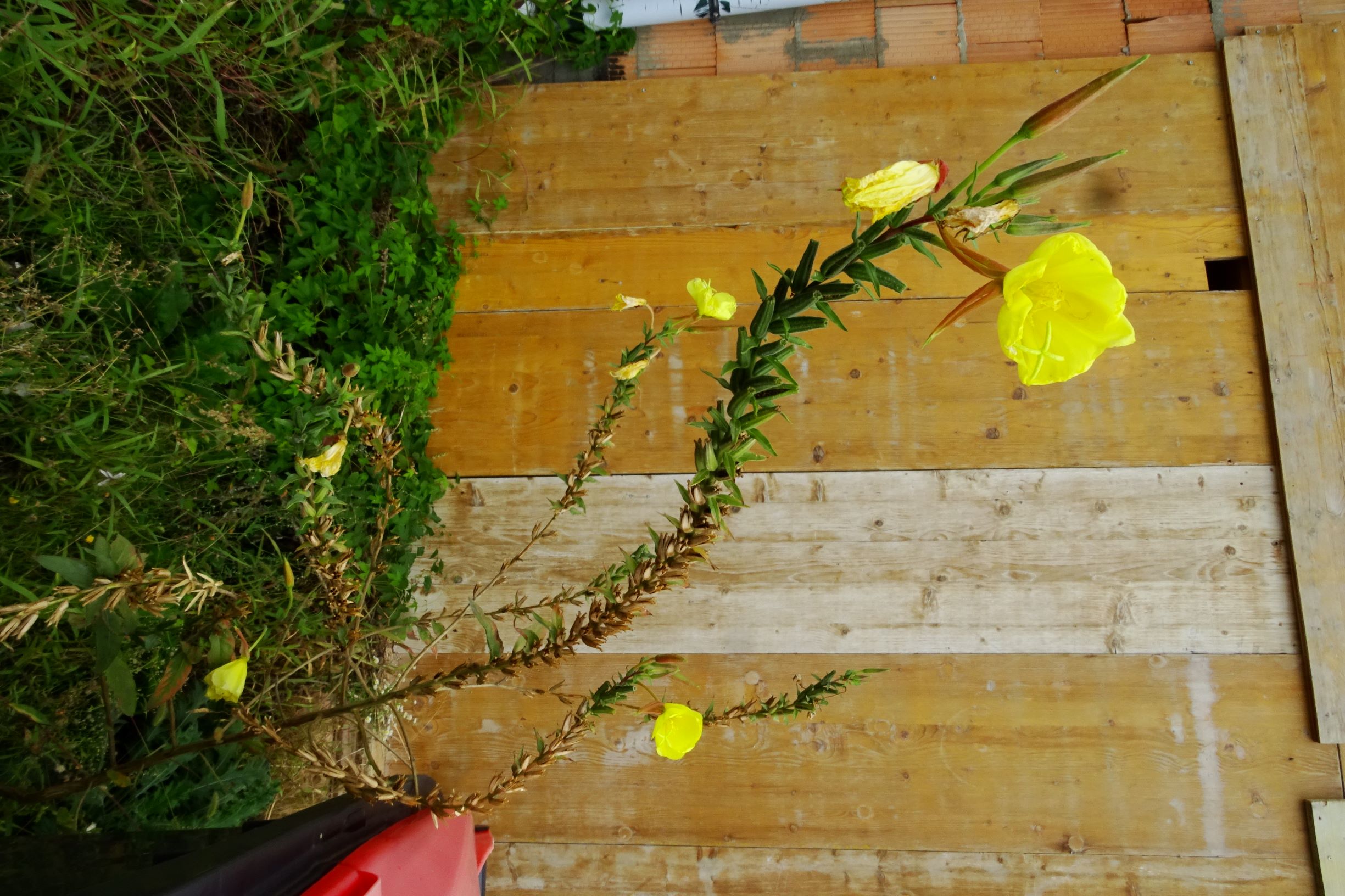 DSC09949 prell-so oenothera glazioviana.JPG