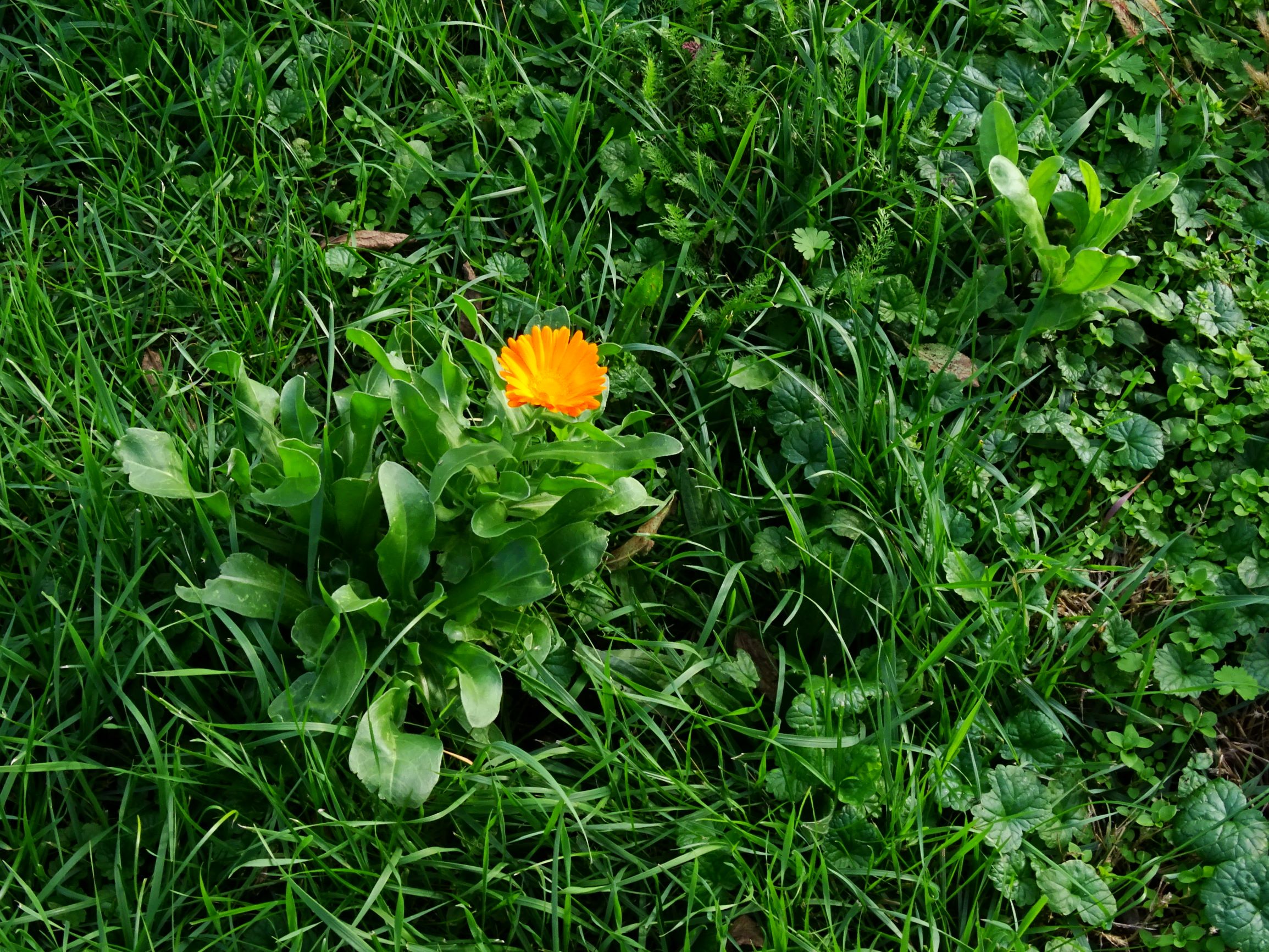 DSC00419 prell-mitte-NO calendula officinalis.JPG