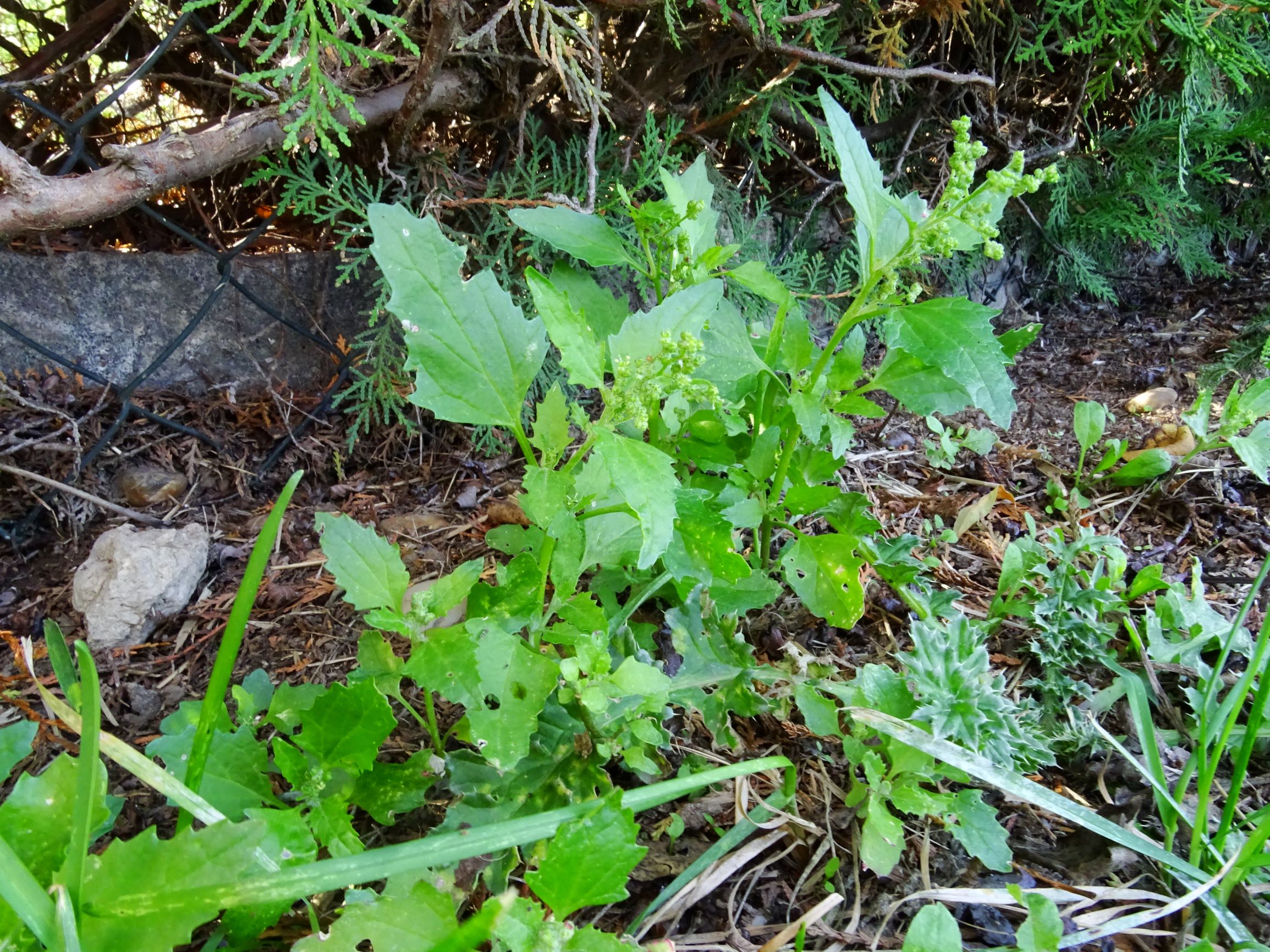 DSC00777 prell-OSO chenopodium murale.JPG