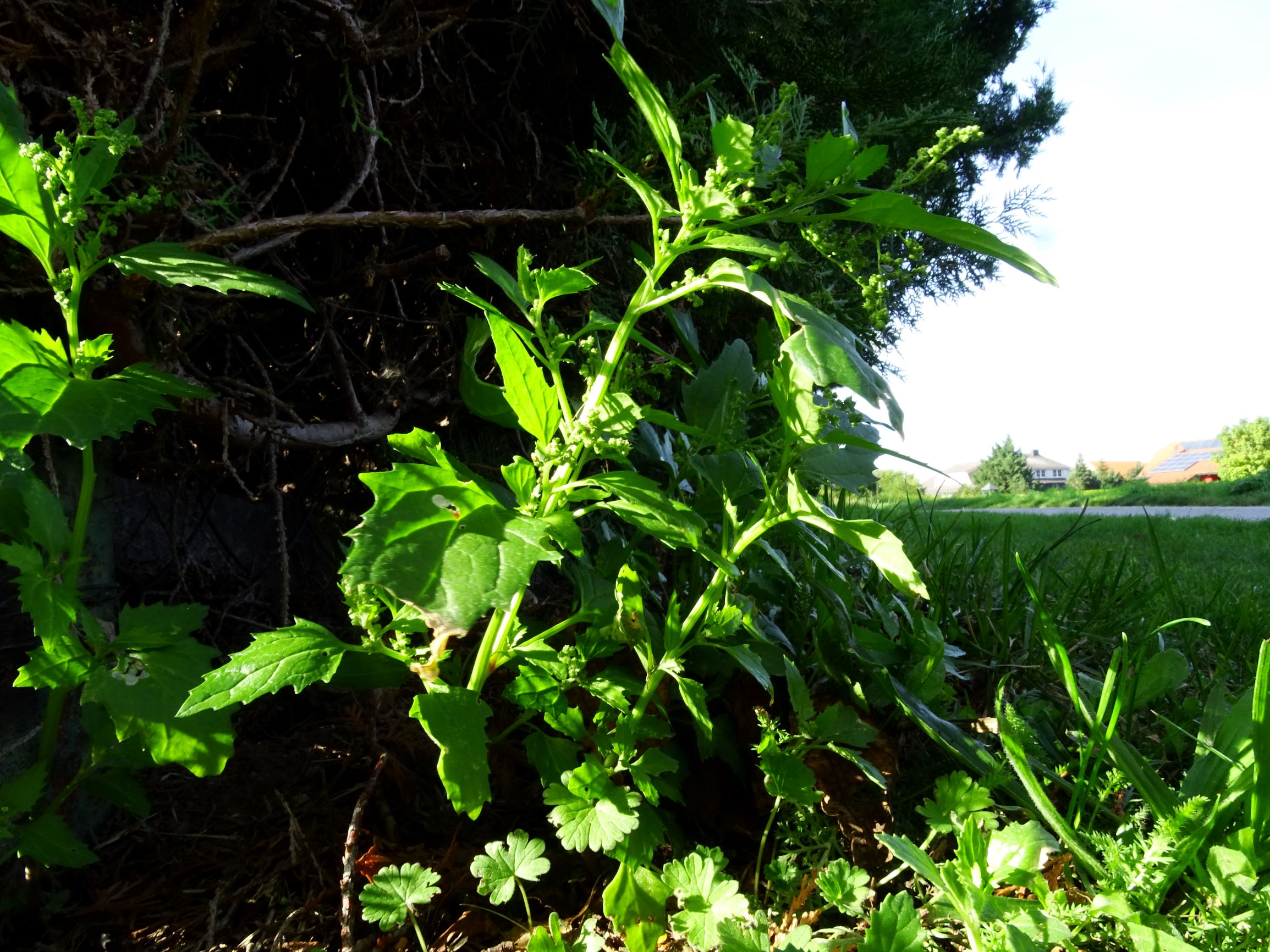 DSC00784 prell-OSO chenopodium murale.JPG