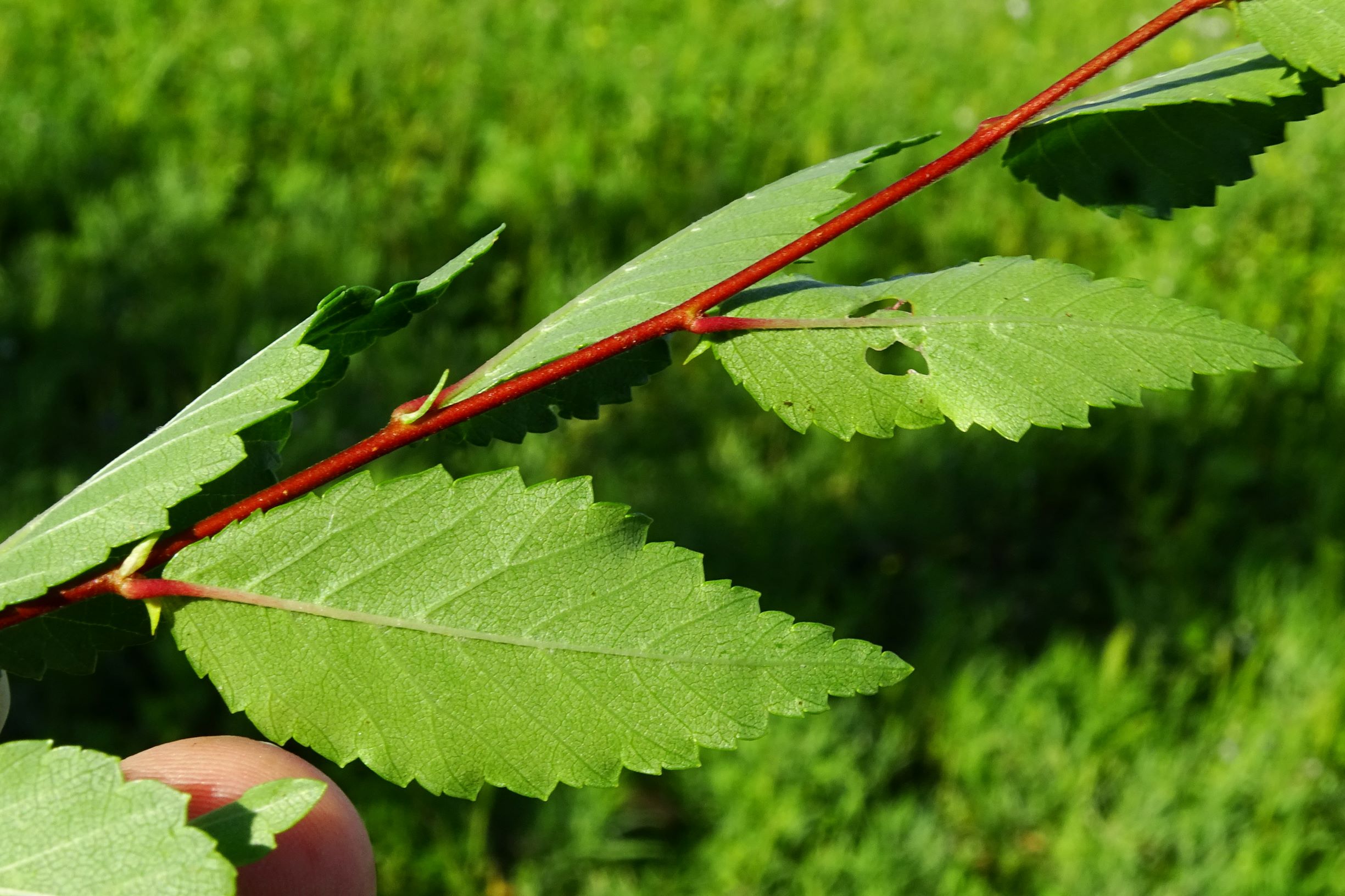 DSC00937 prell-so ulmus cf. pumila.JPG