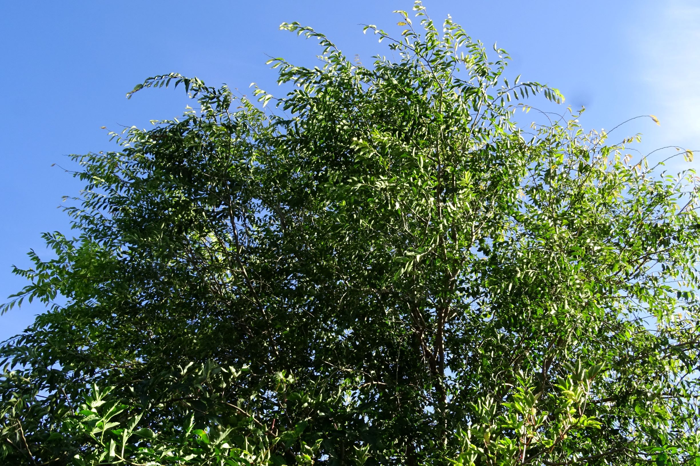 DSC00941 prell-so ulmus cf. pumila.JPG