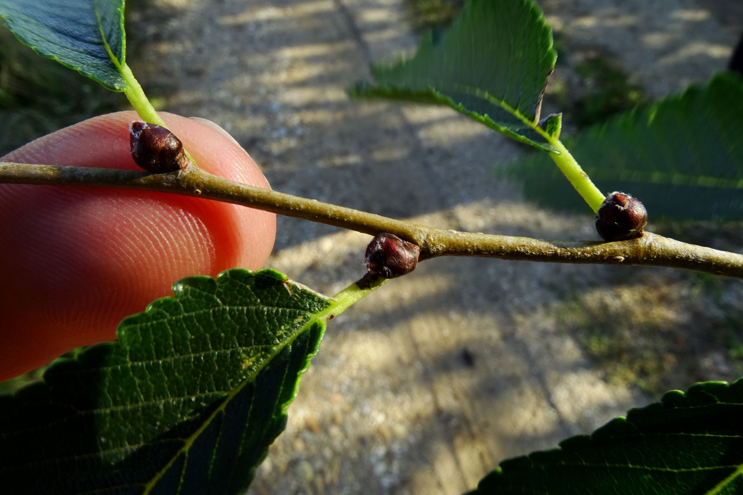 DSC00954 prell-so ulmus cf. pumila.JPG