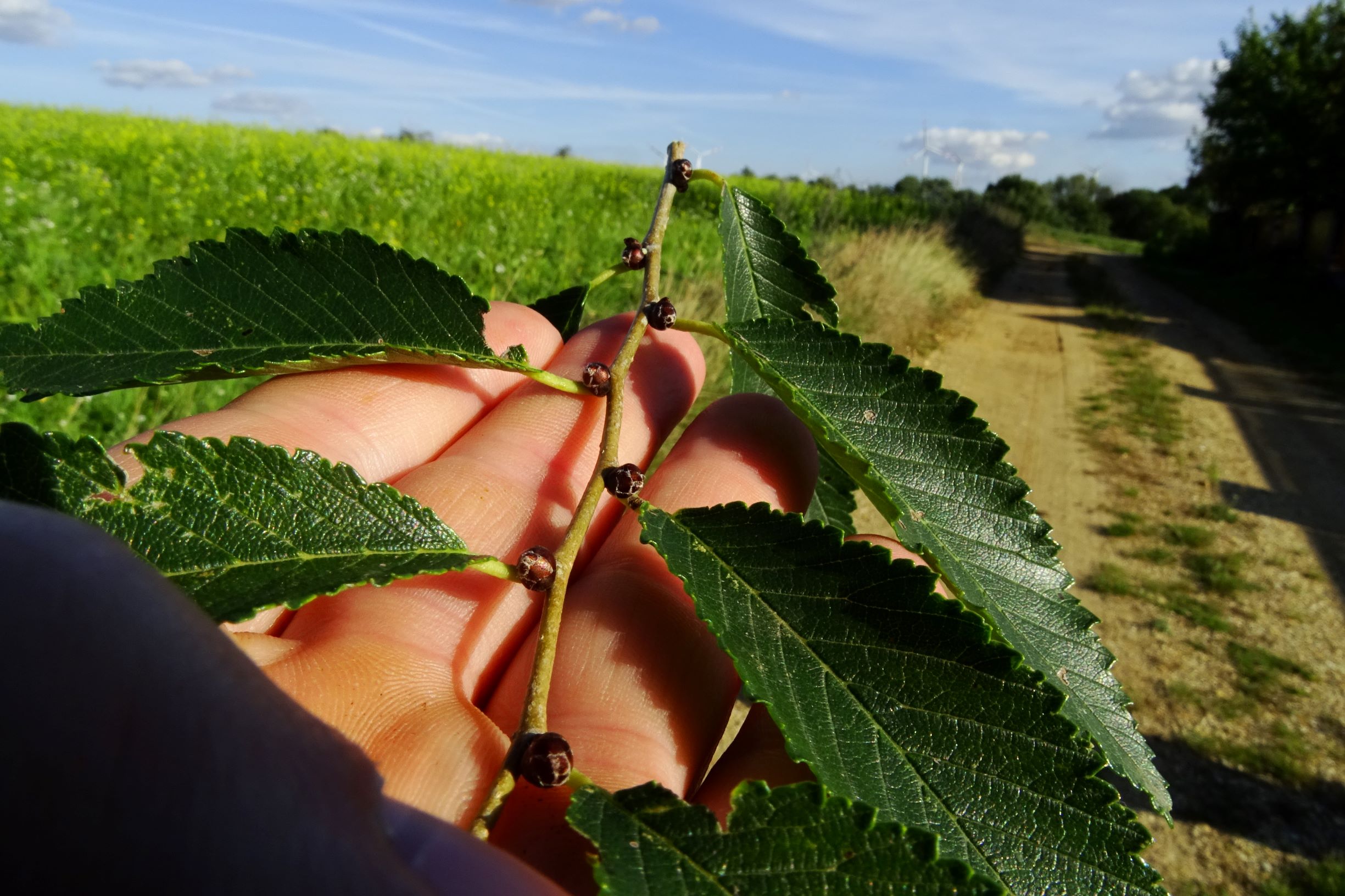 DSC00958 prell-so ulmus cf. pumila.JPG