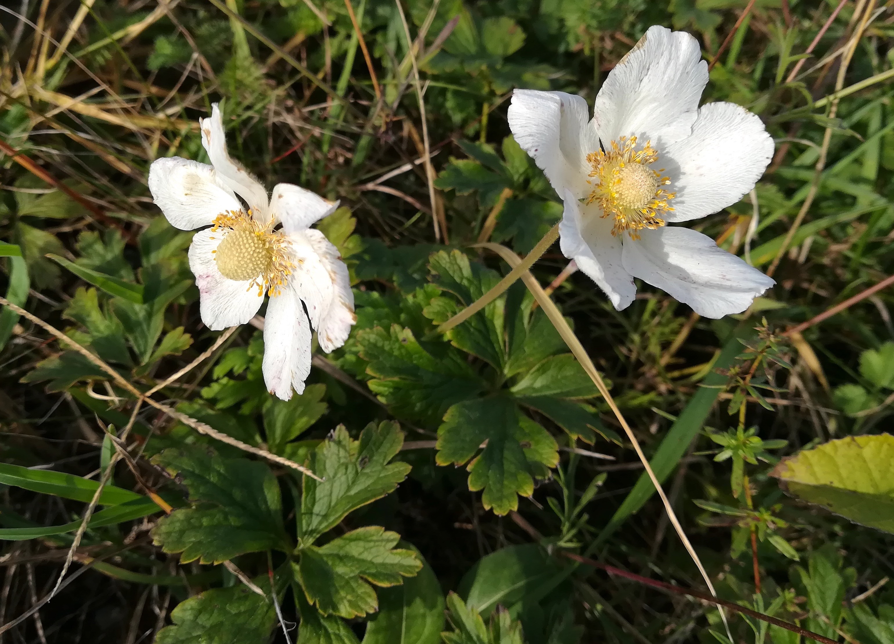 anemone sylvestris maria ellend_20201009_102553.jpg