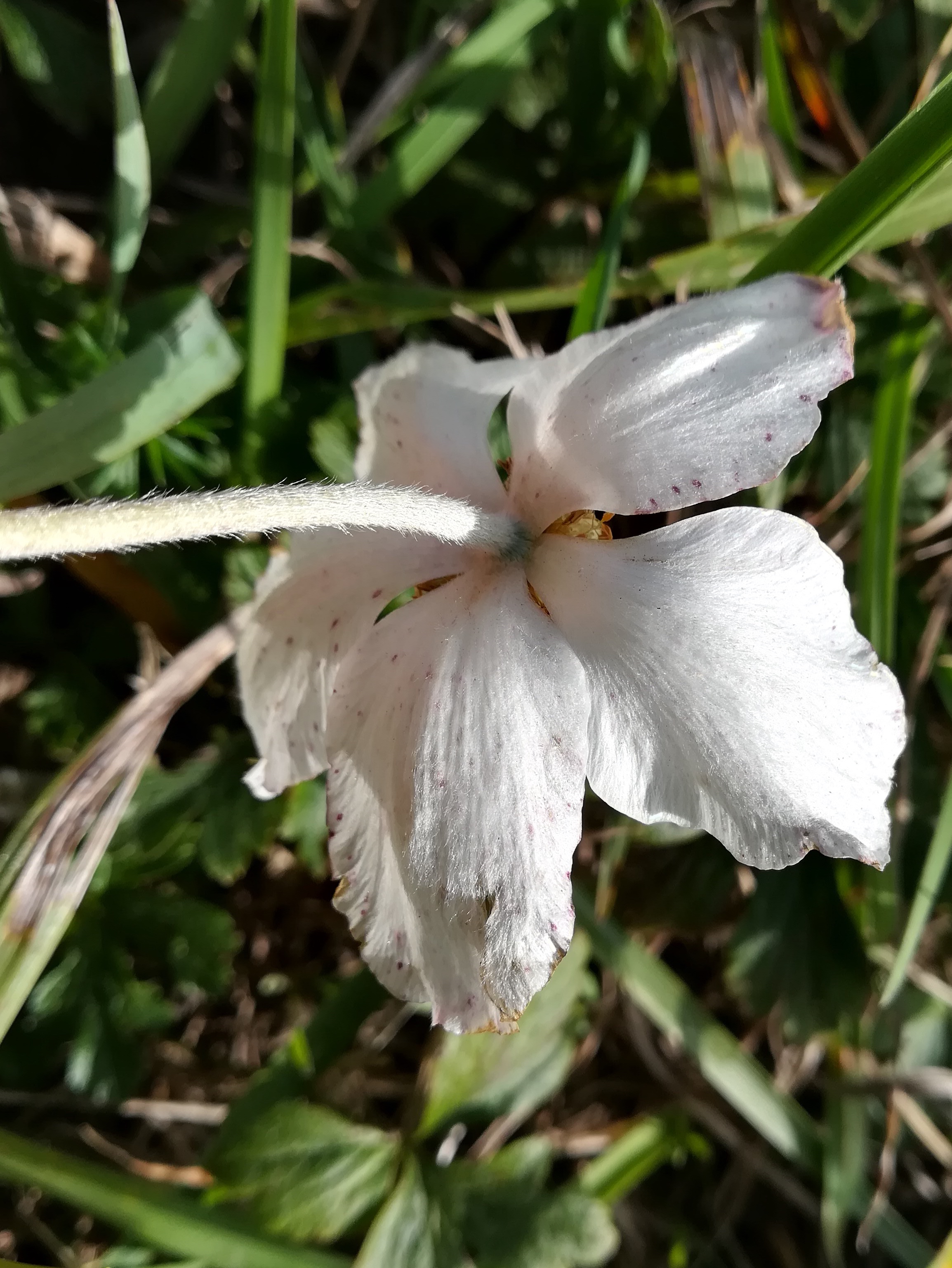 anemone sylvestris maria ellend_20201009_103435.jpg