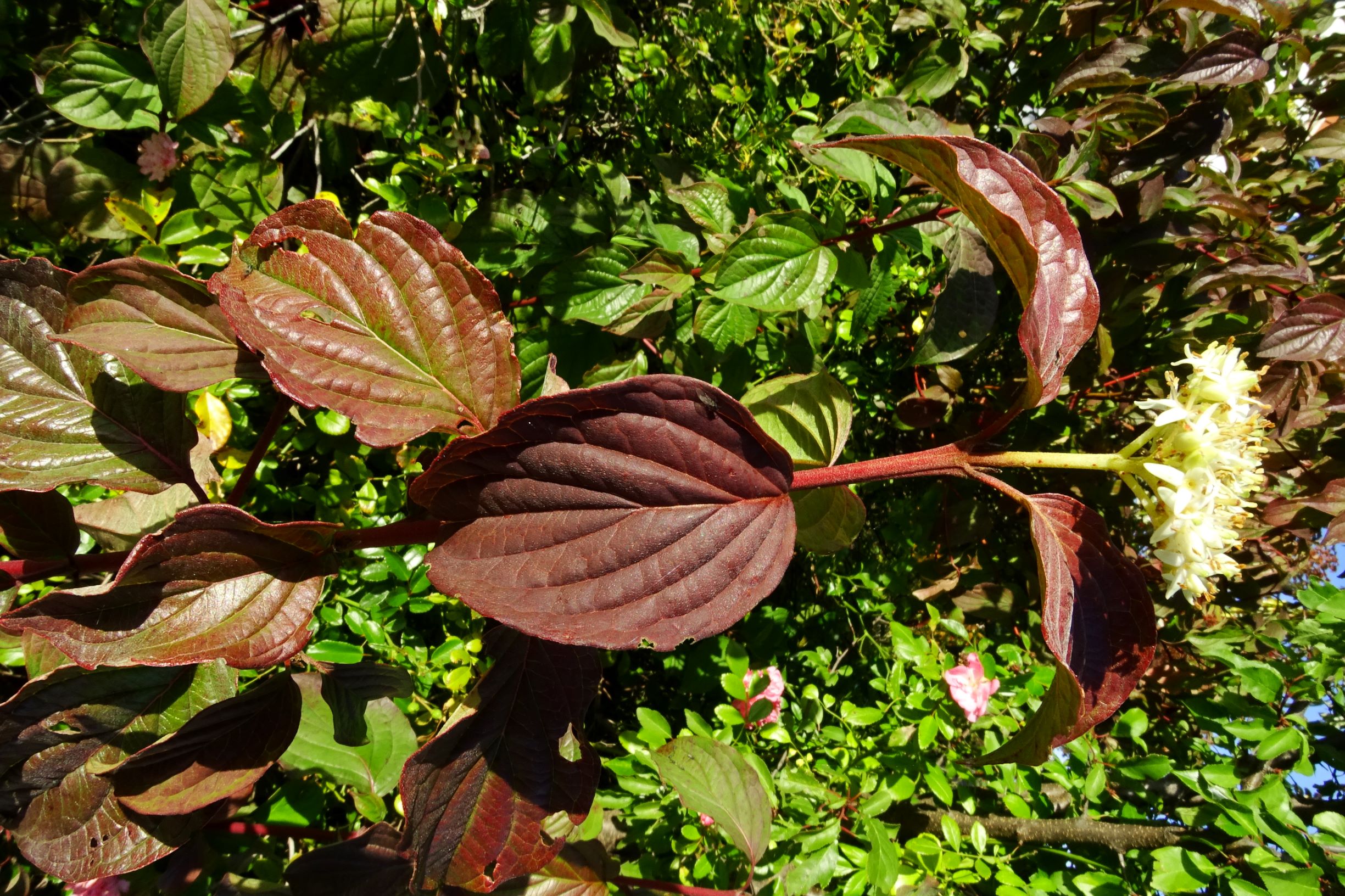 DSC00969 cornus sanguinea prellenkirchen-SO 2020-10-08.JPG