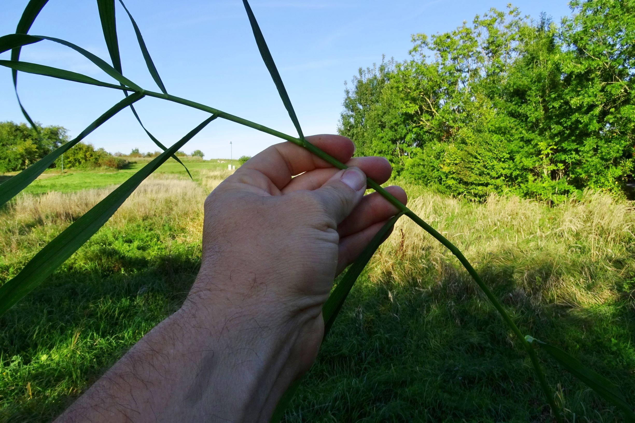 DSC01011 prellenkirchen-so bromus inermis.JPG