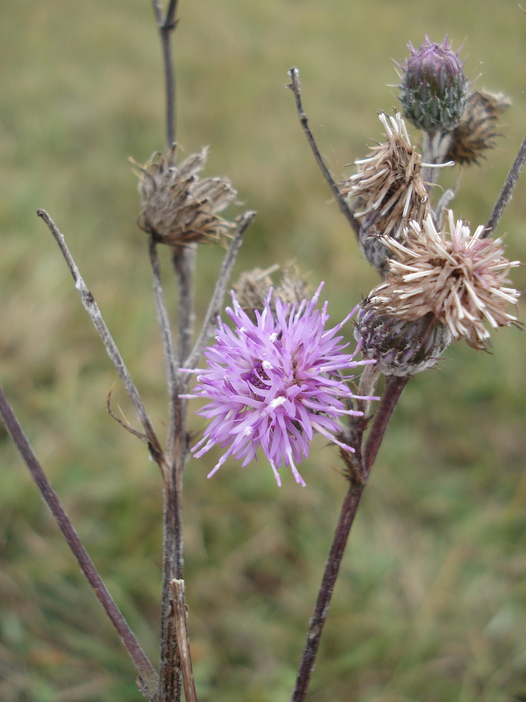 Cirsium.brachycephalum.B-Apetlon.Wörtherlacke .23.9.17.JPG