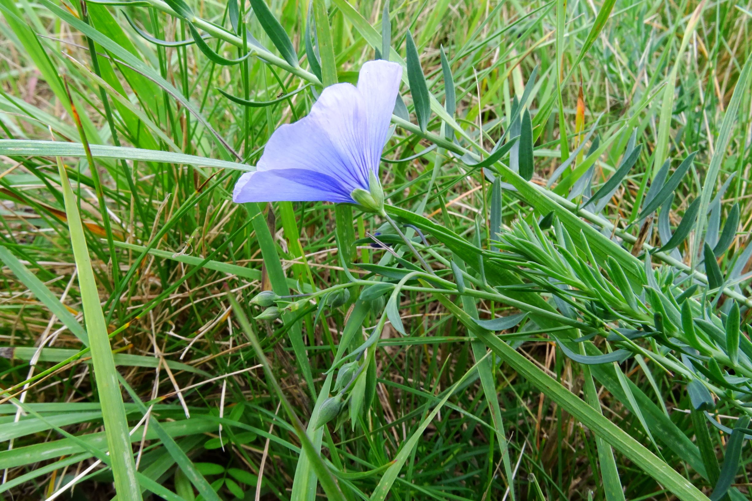 DSC01623 linum austriacum seevorland bei weiden bzw. gols 2020-10-10.JPG