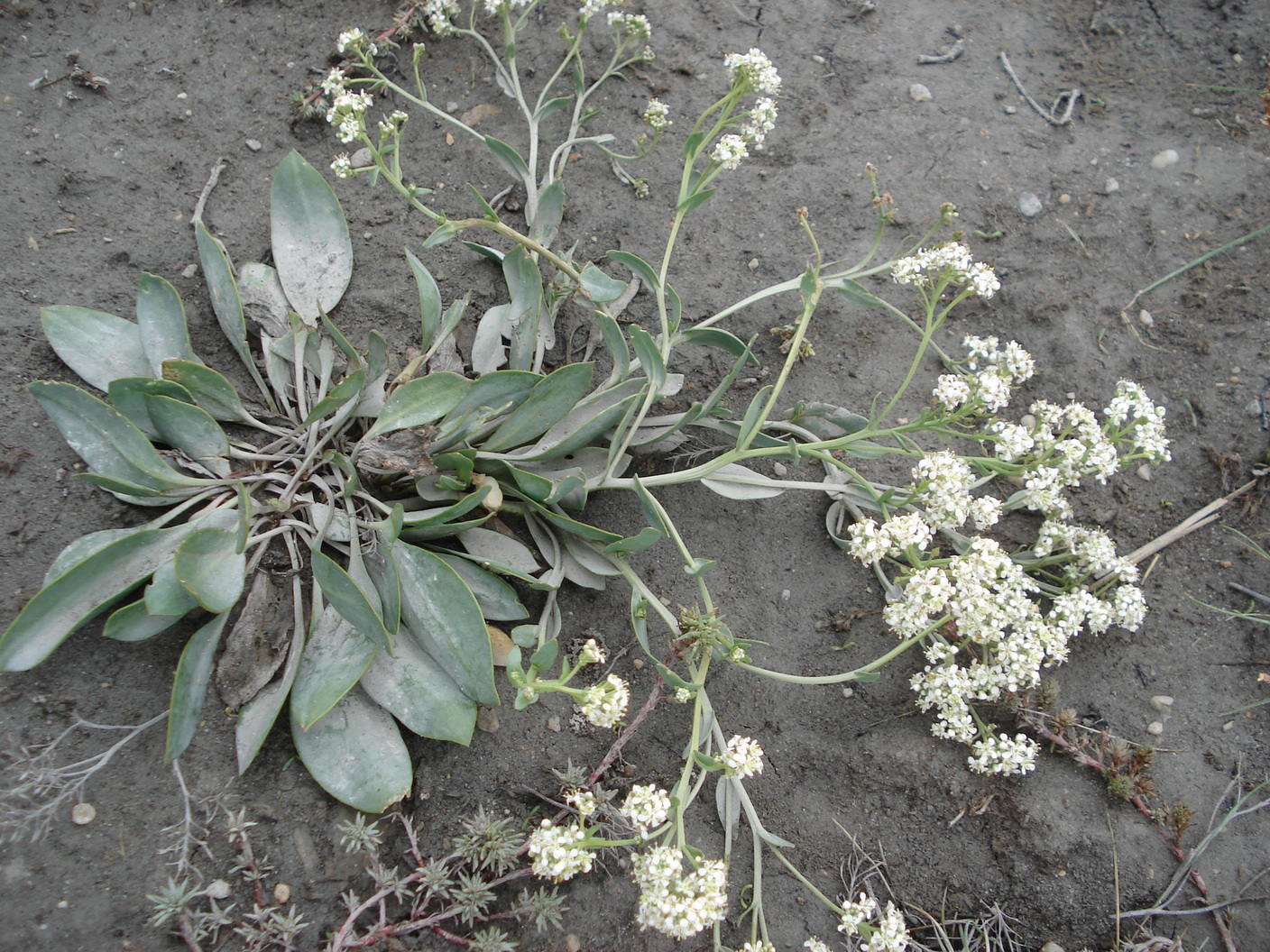 Lepidium.cartilagineum.Salz-Kresse.B-Apetlon .Wörthenlacke.JPG