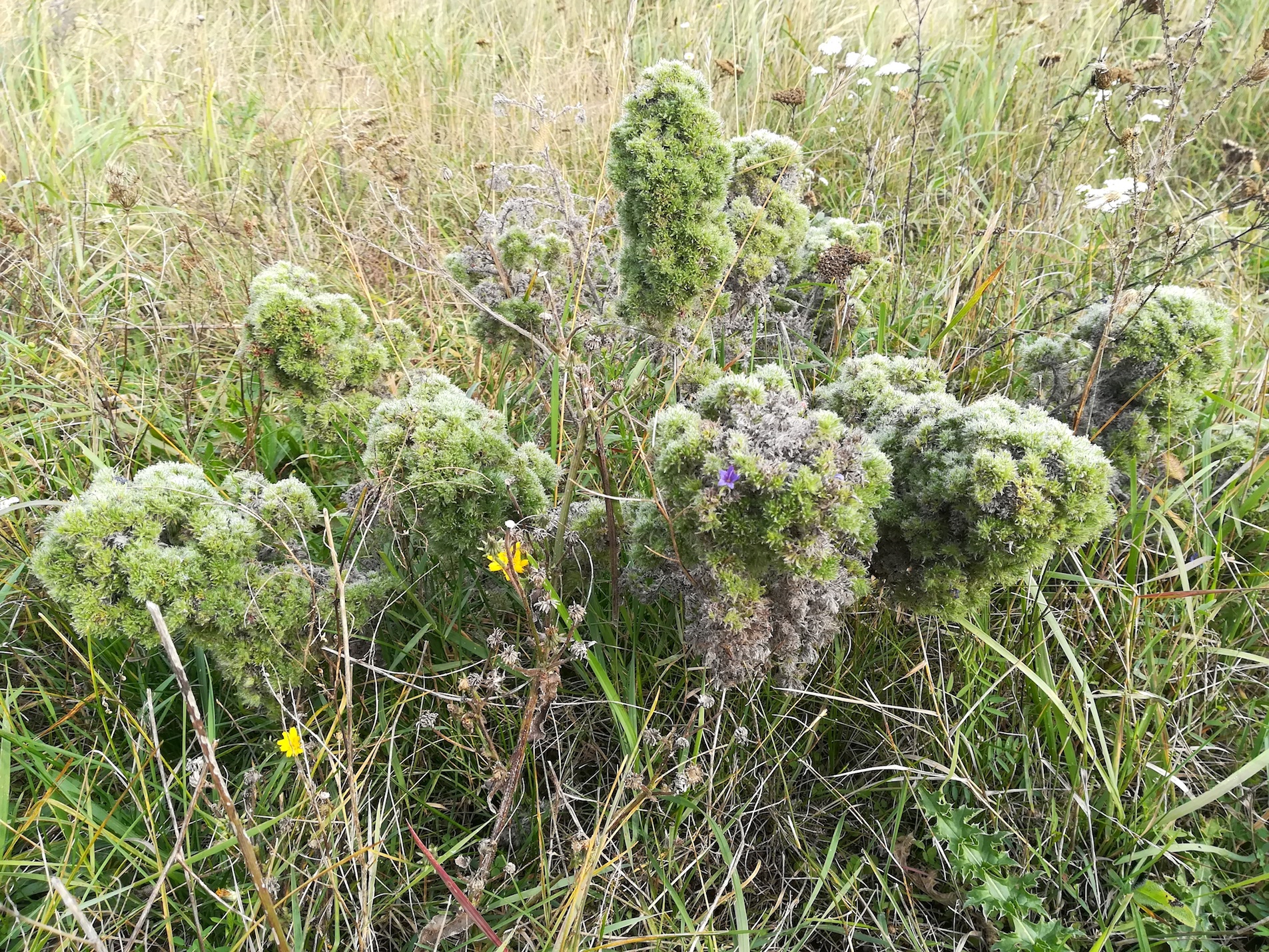 echium vulgare schottergruben N markgrafneusiedl_20201010_100005.jpg