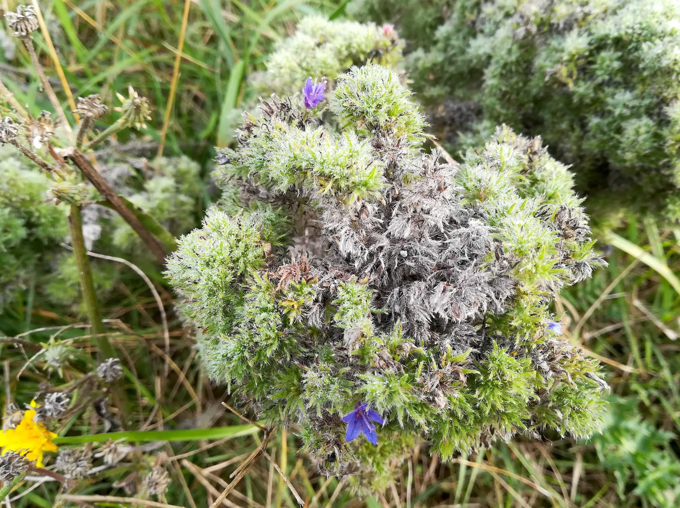 echium vulgare schottergruben N markgrafneusiedl_20201010_100012.jpg