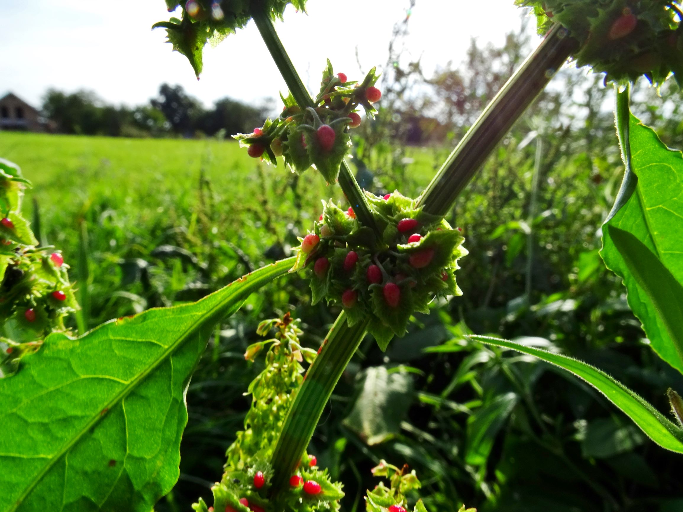 DSC00258 prell-mitte rumex obtusifolius transiens.JPG