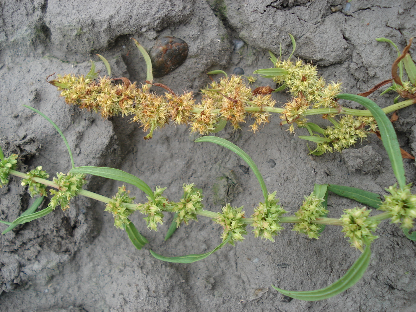 Rumex.palustris.links.u.R.maritimus.rechts.B-Apetlon. Wörthenlacke.JPG