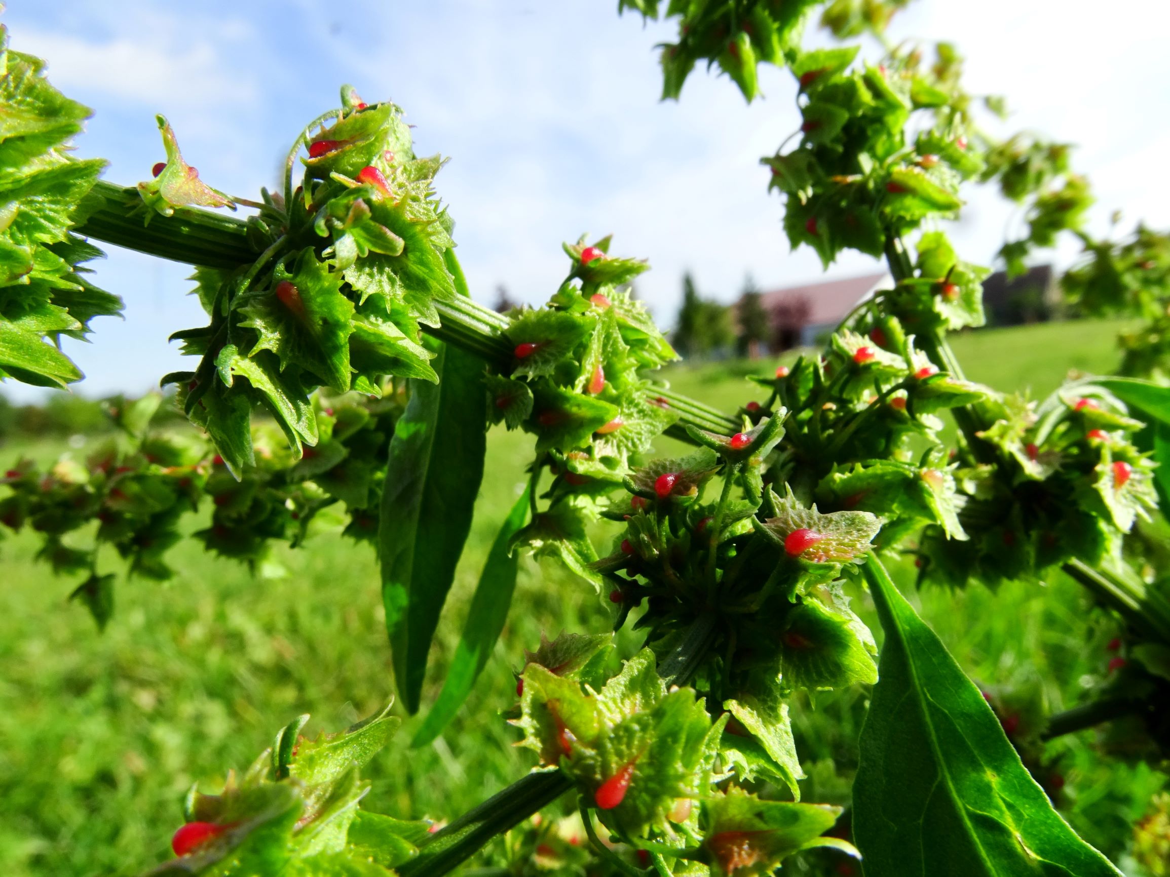 DSC00260 prell-mitte rumex obtusifolius transiens.JPG