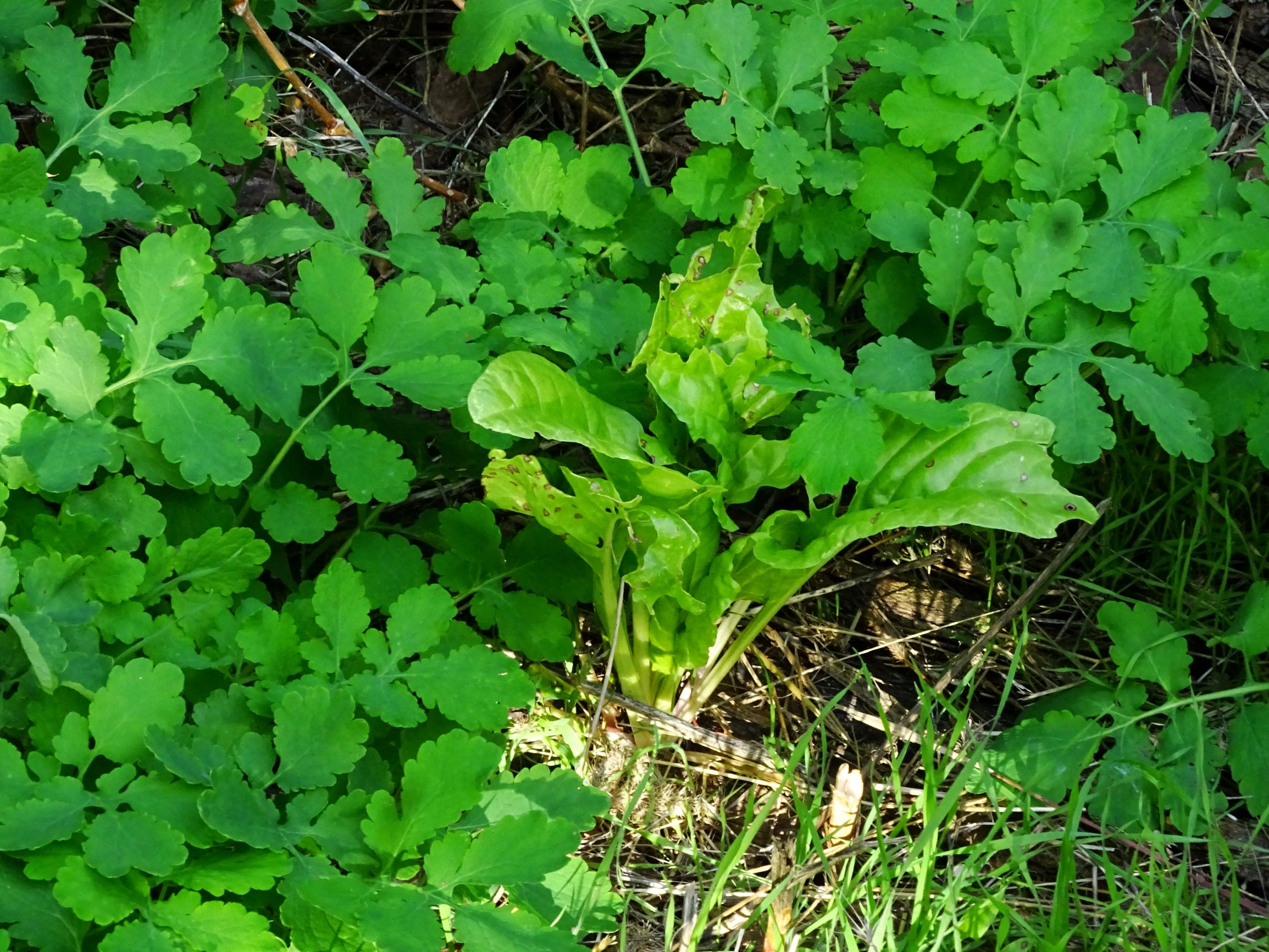 DSC00375 prell-mitte beta vulgaris.JPG