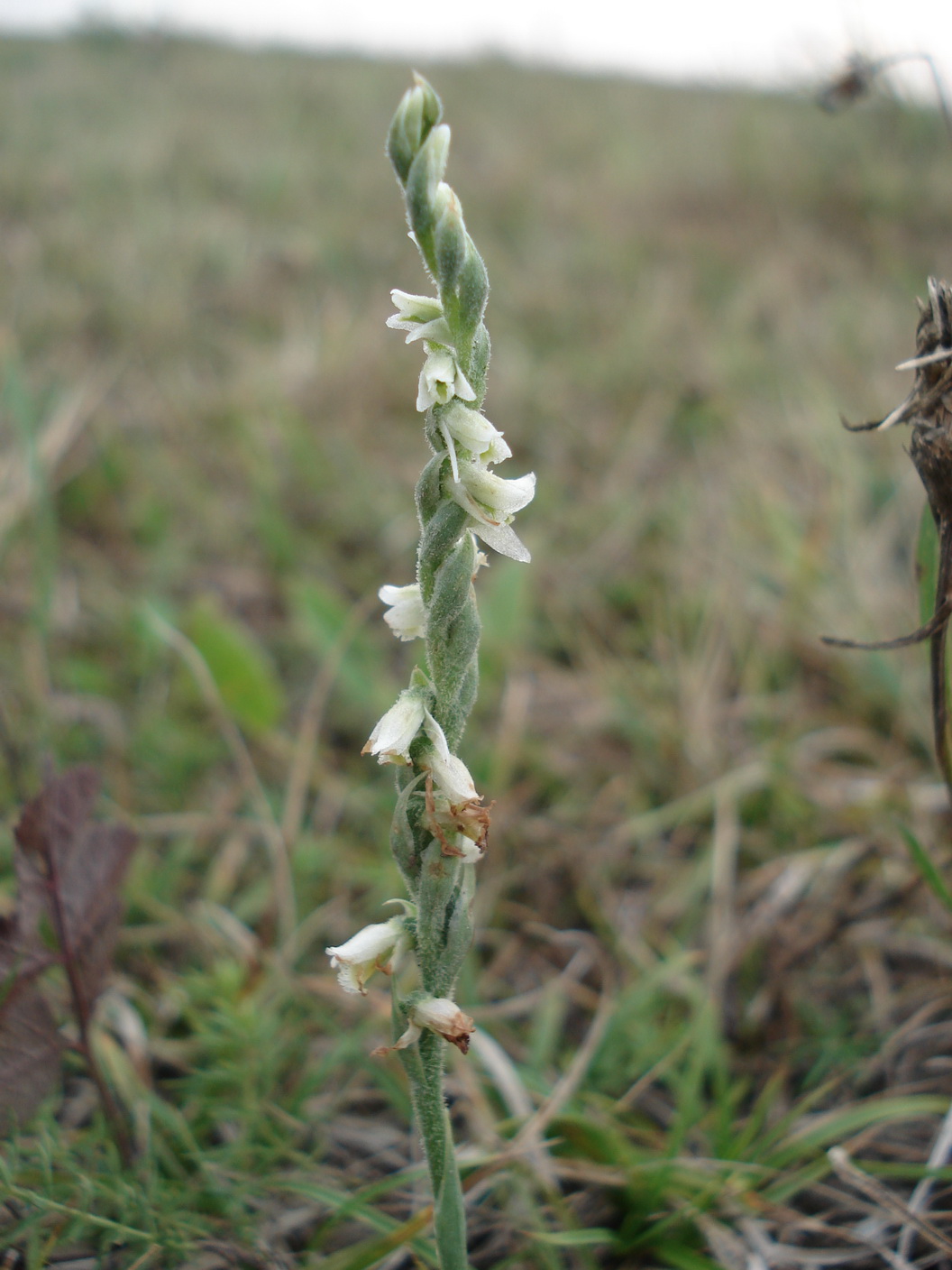 Spi.spiralis.B-Apetlon.südwestlich. Wörthenlacke.JPG