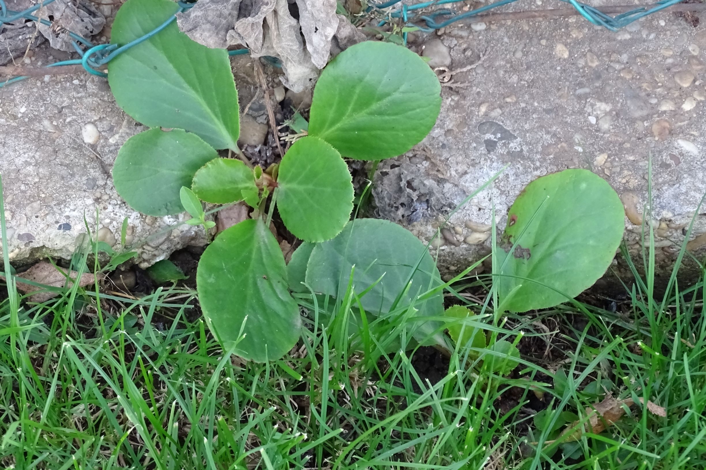 DSC00595 prell-NO bergenia cf. cordifolia.JPG