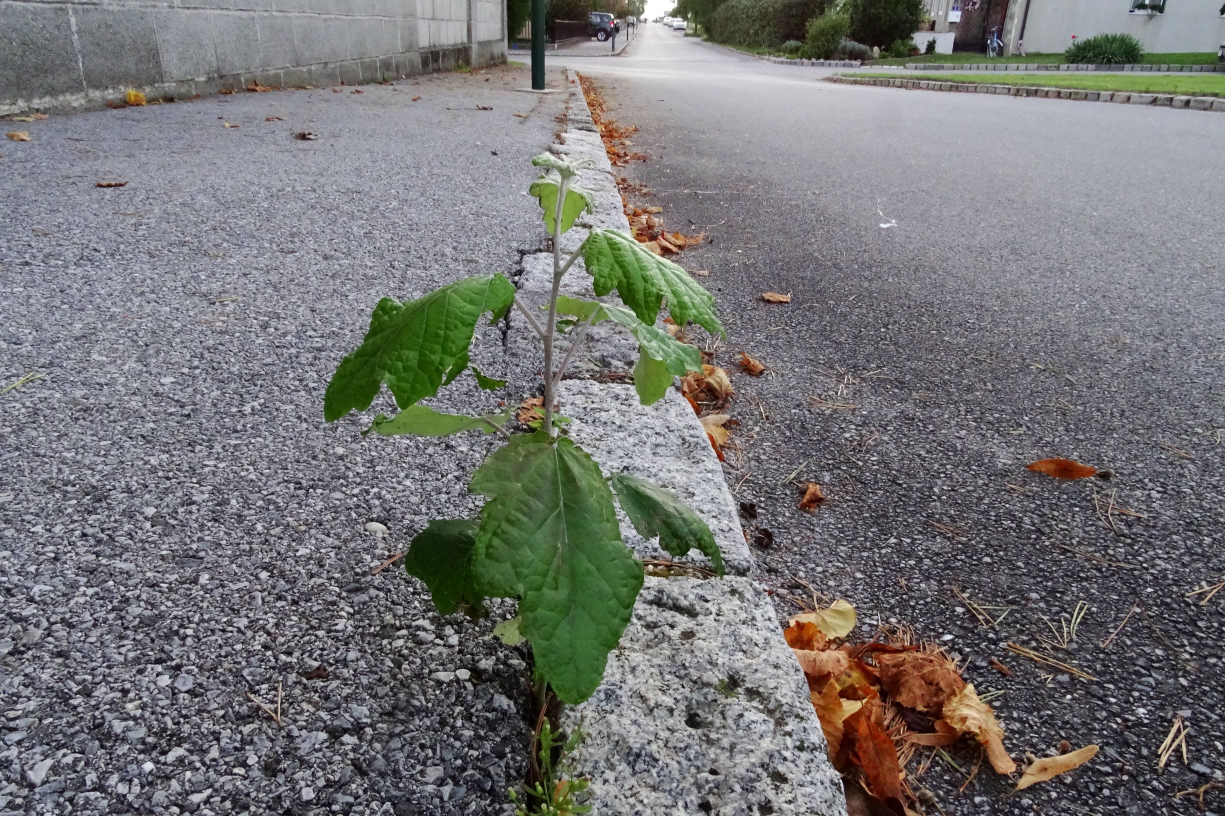 DSC00625 prell-NNO populus alba.JPG