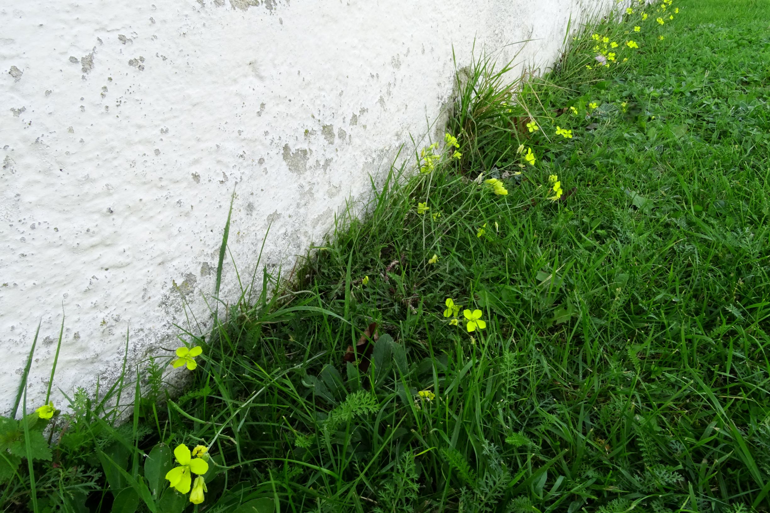 DSC00680 prell-NO Diplotaxis tenuifolia.JPG