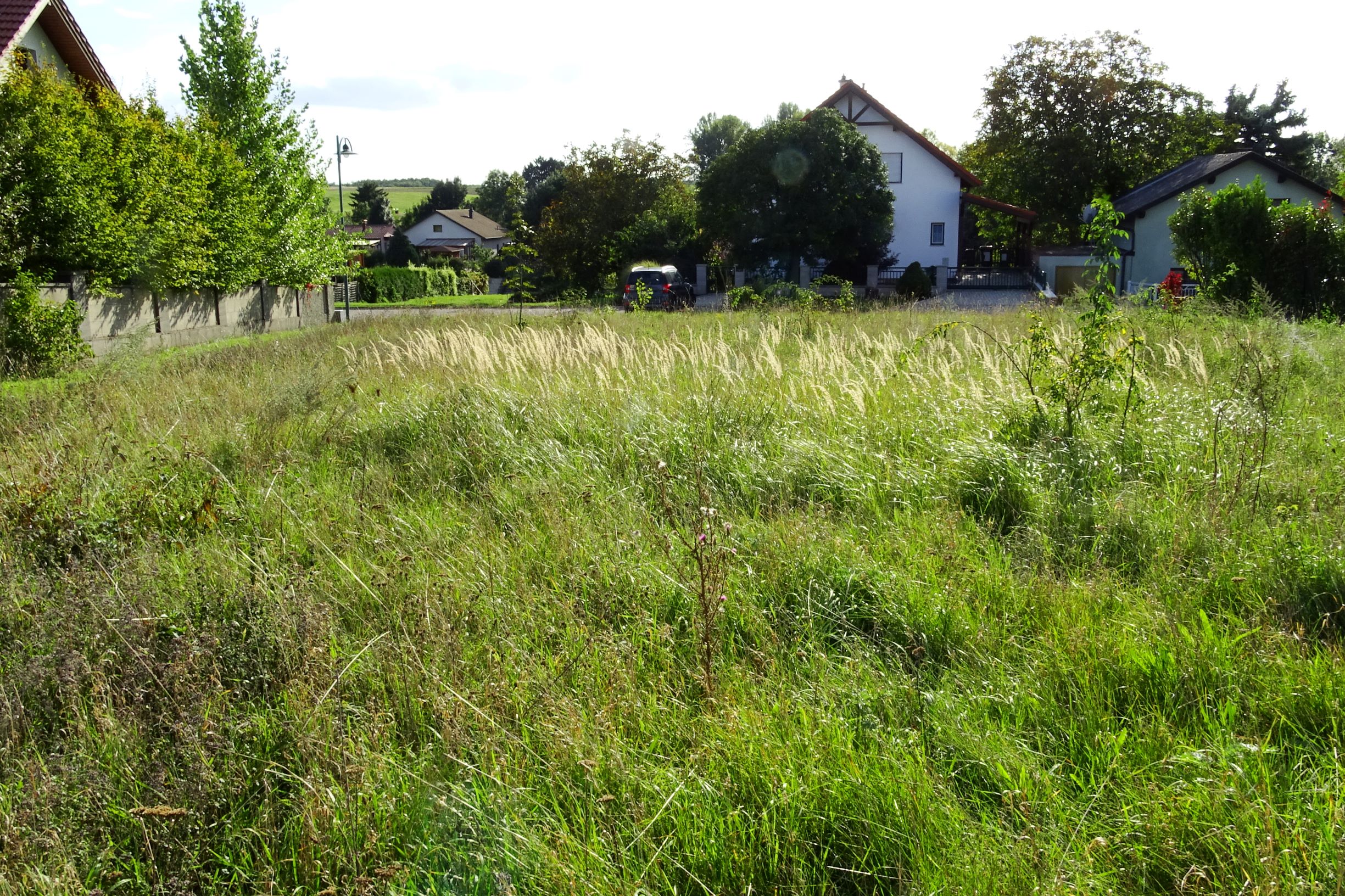 DSC00835 prell-so baulückenbrache mit inula conizae (nicht sichtbar).JPG