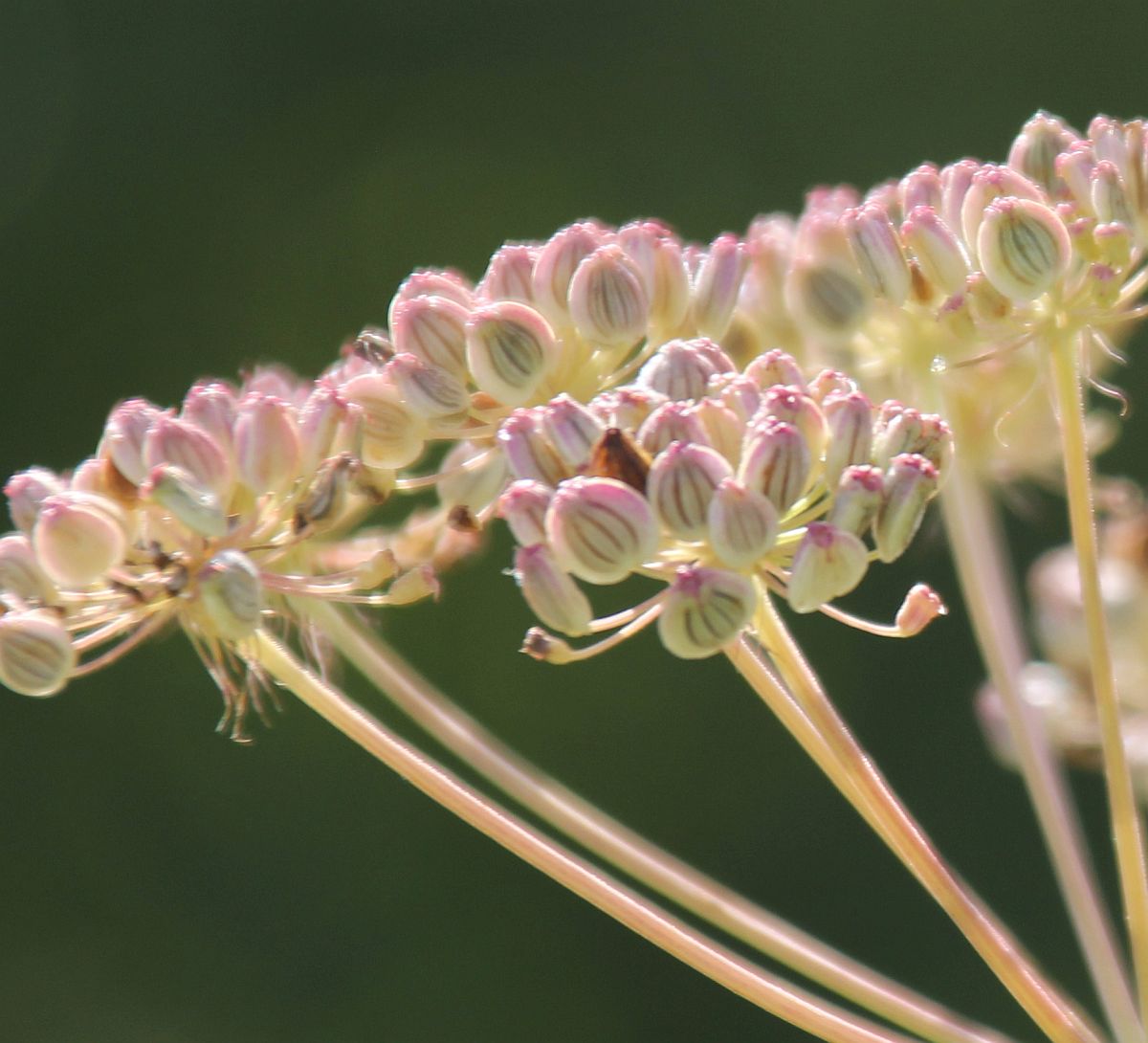 Cervaria rivini ND Trockenrasen Leobersdorf_20200919_09.jpg