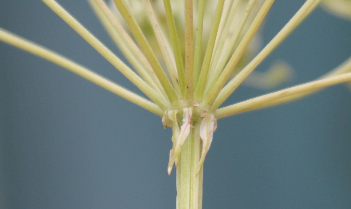 Peucedanum austriacum Markt Piesting_20200814_08.jpg