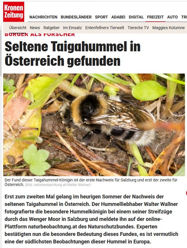 00Taigahummel.jpg