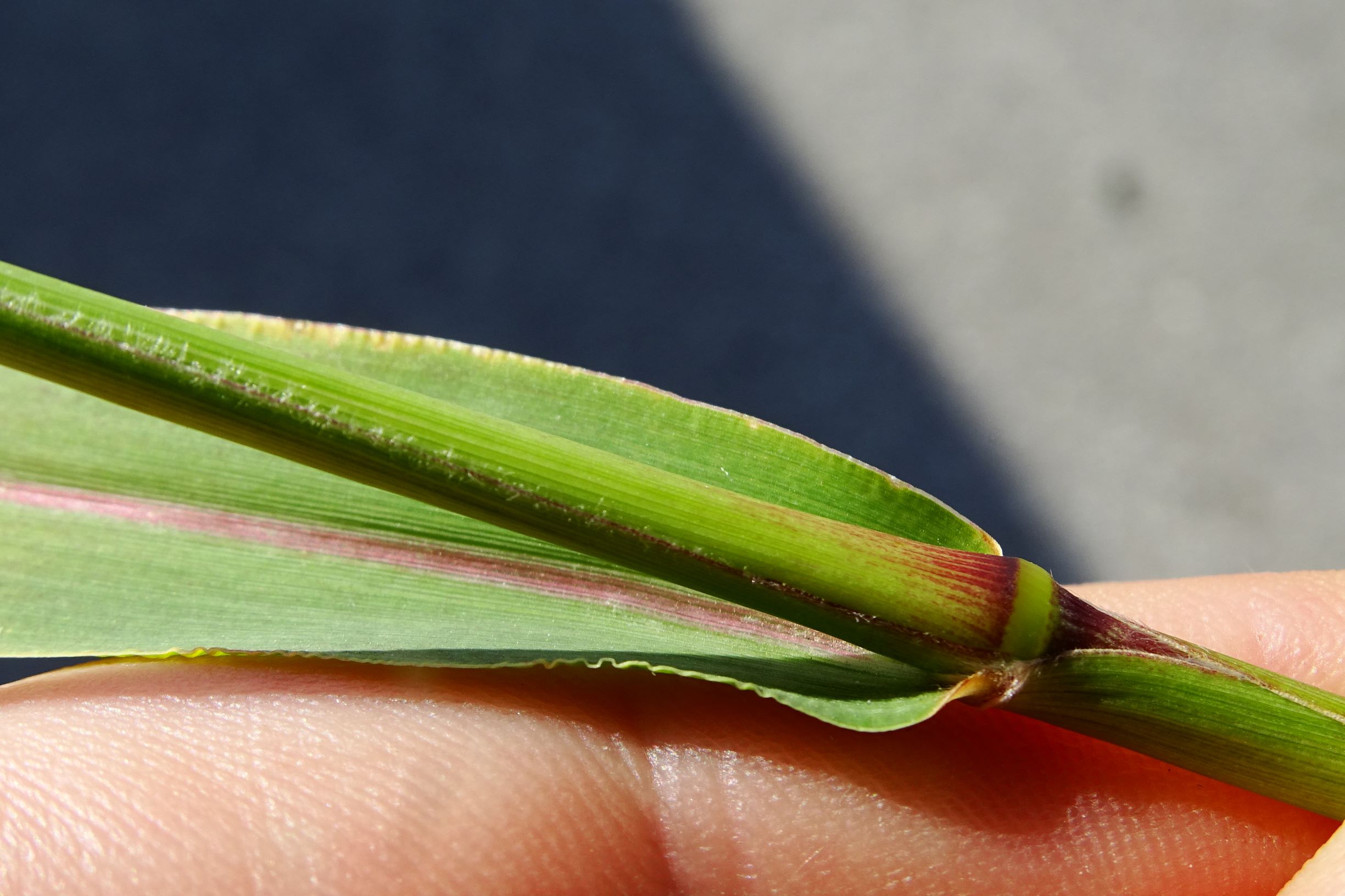 DSC07948 setaria viridis.JPG