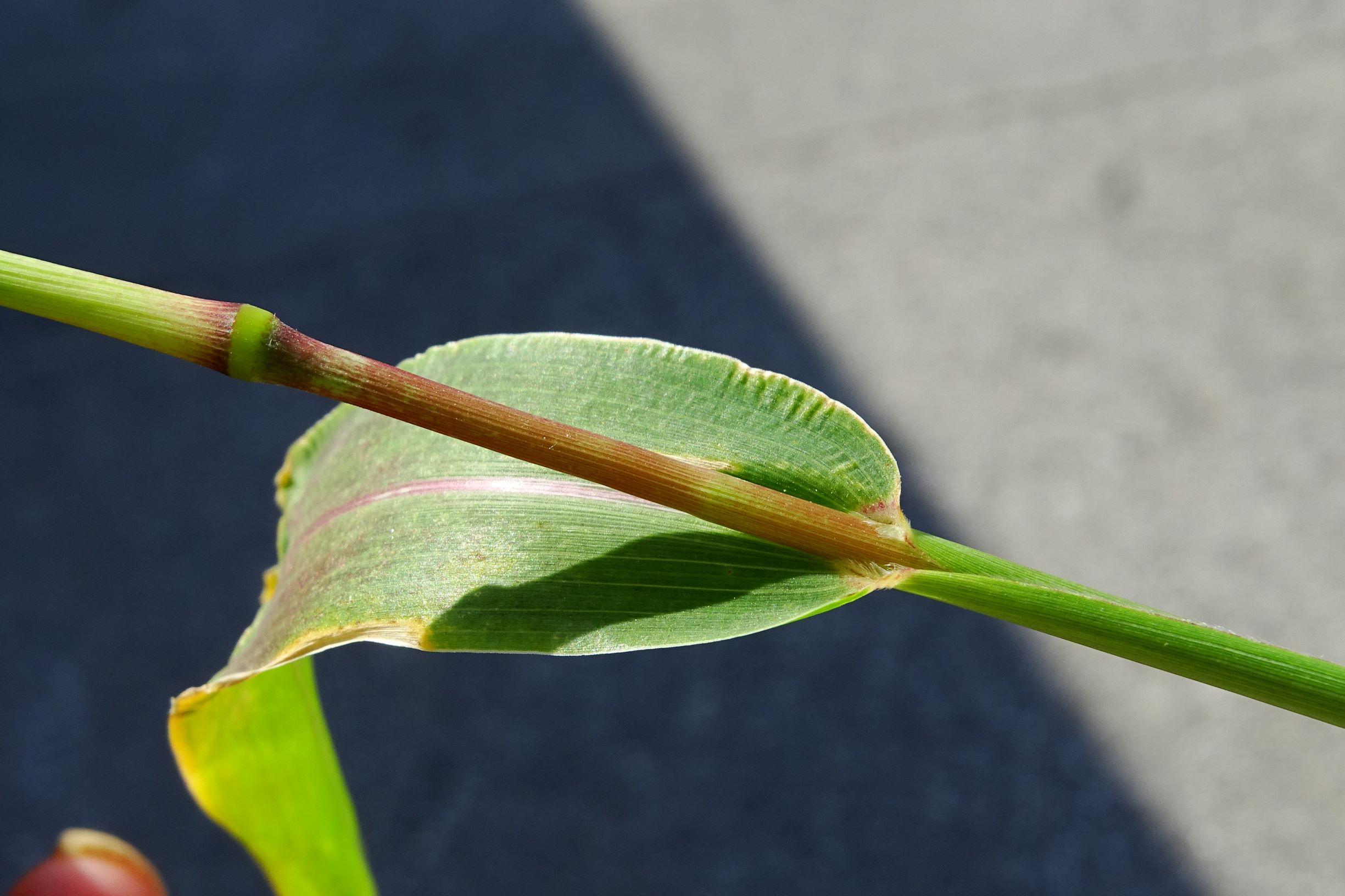 DSC07949 setaria viridis.JPG