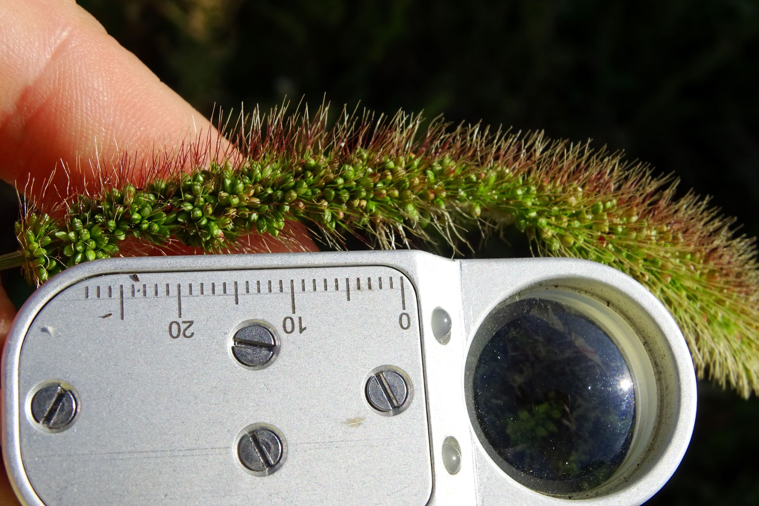 DSC07950 setaria viridis.JPG