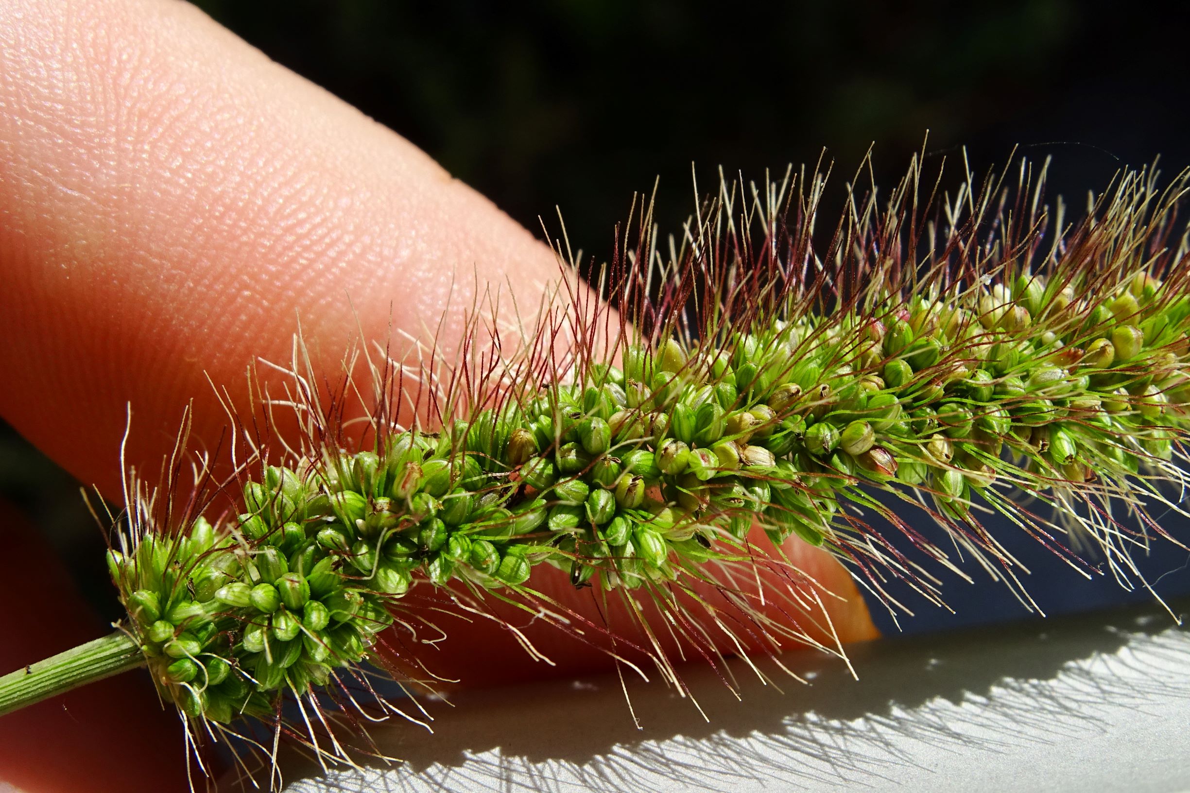 DSC07951 setaria viridis.JPG