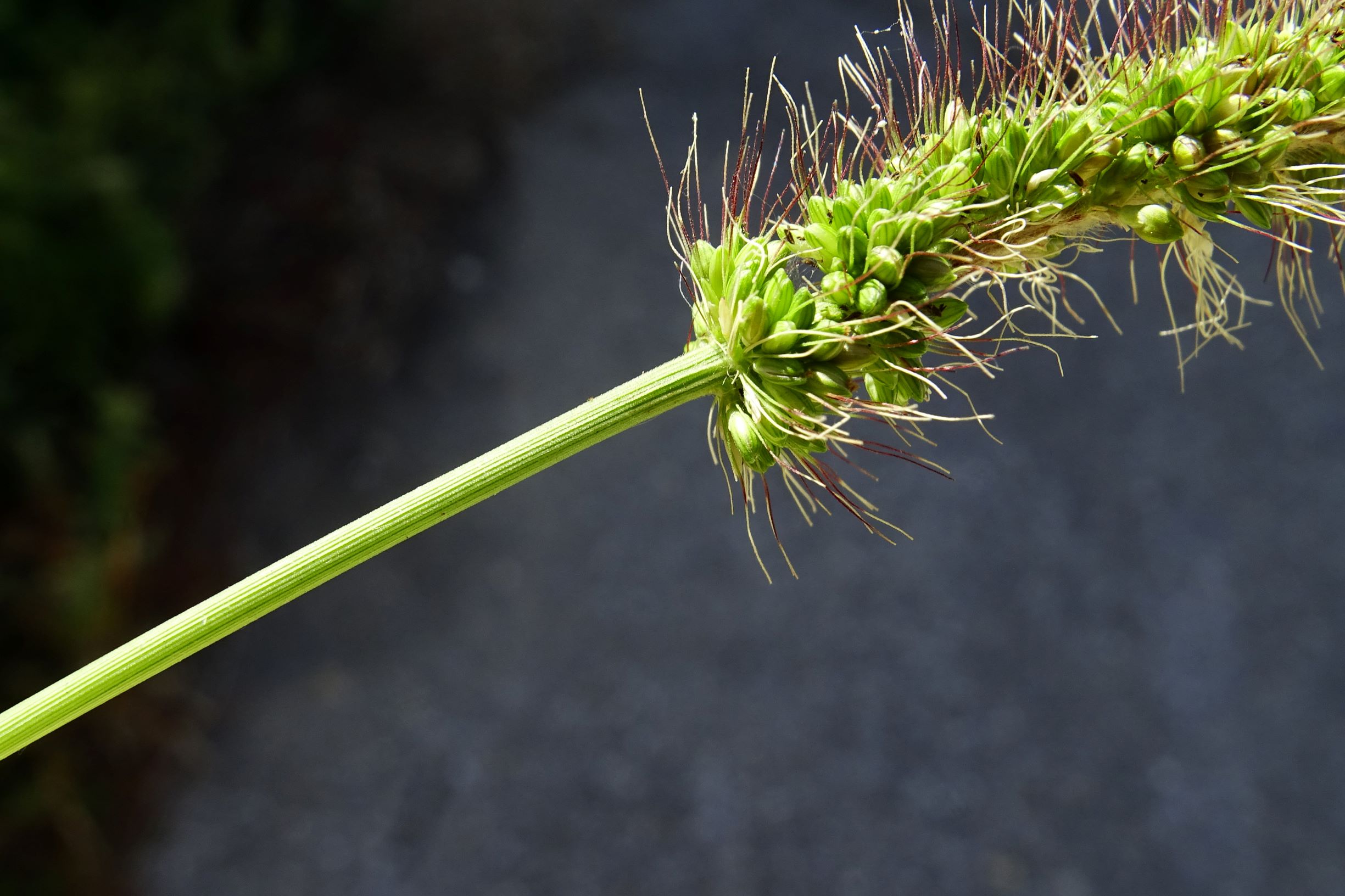 DSC07953 setaria viridis.JPG