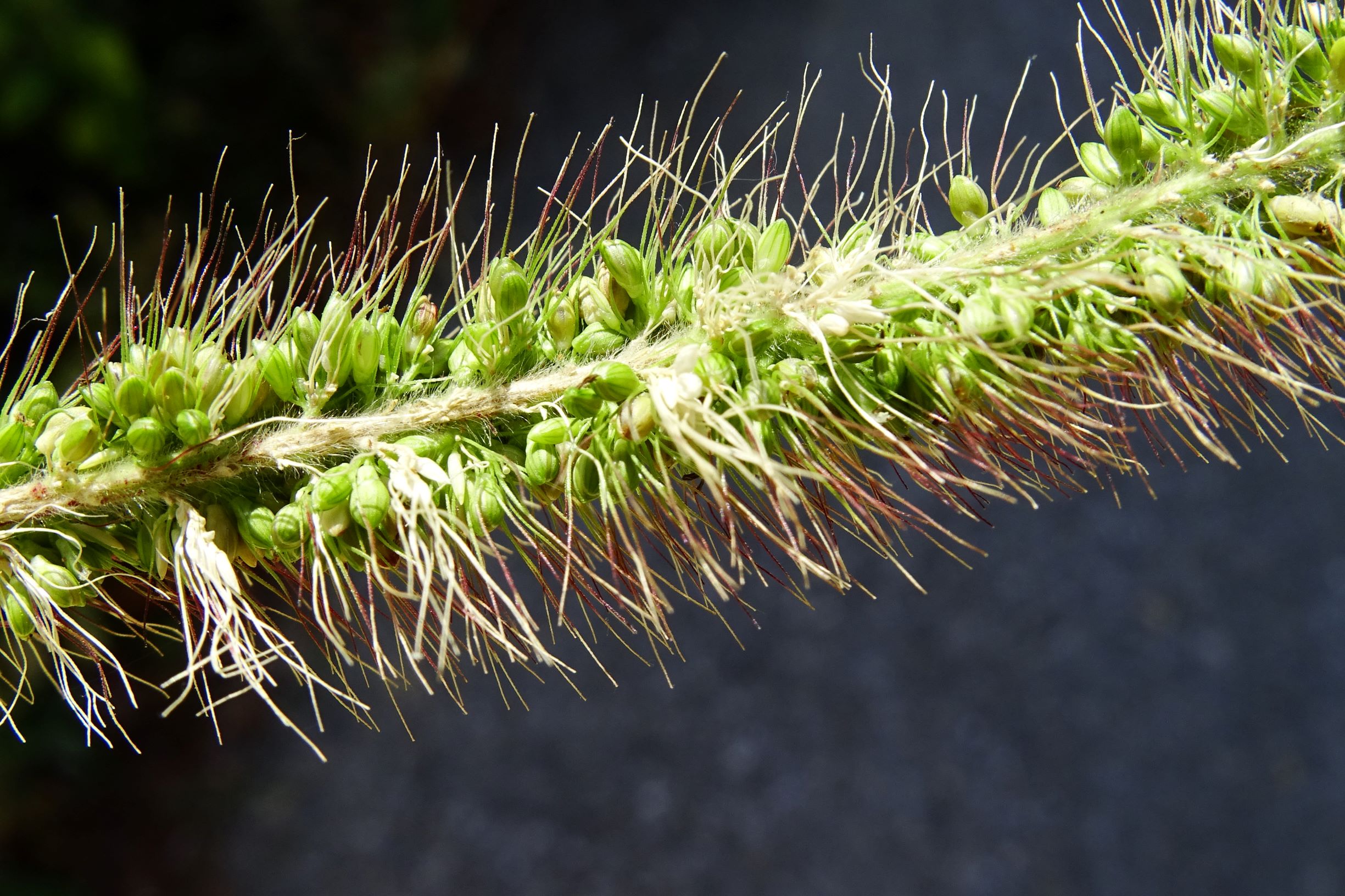 DSC07954 setaria viridis.JPG