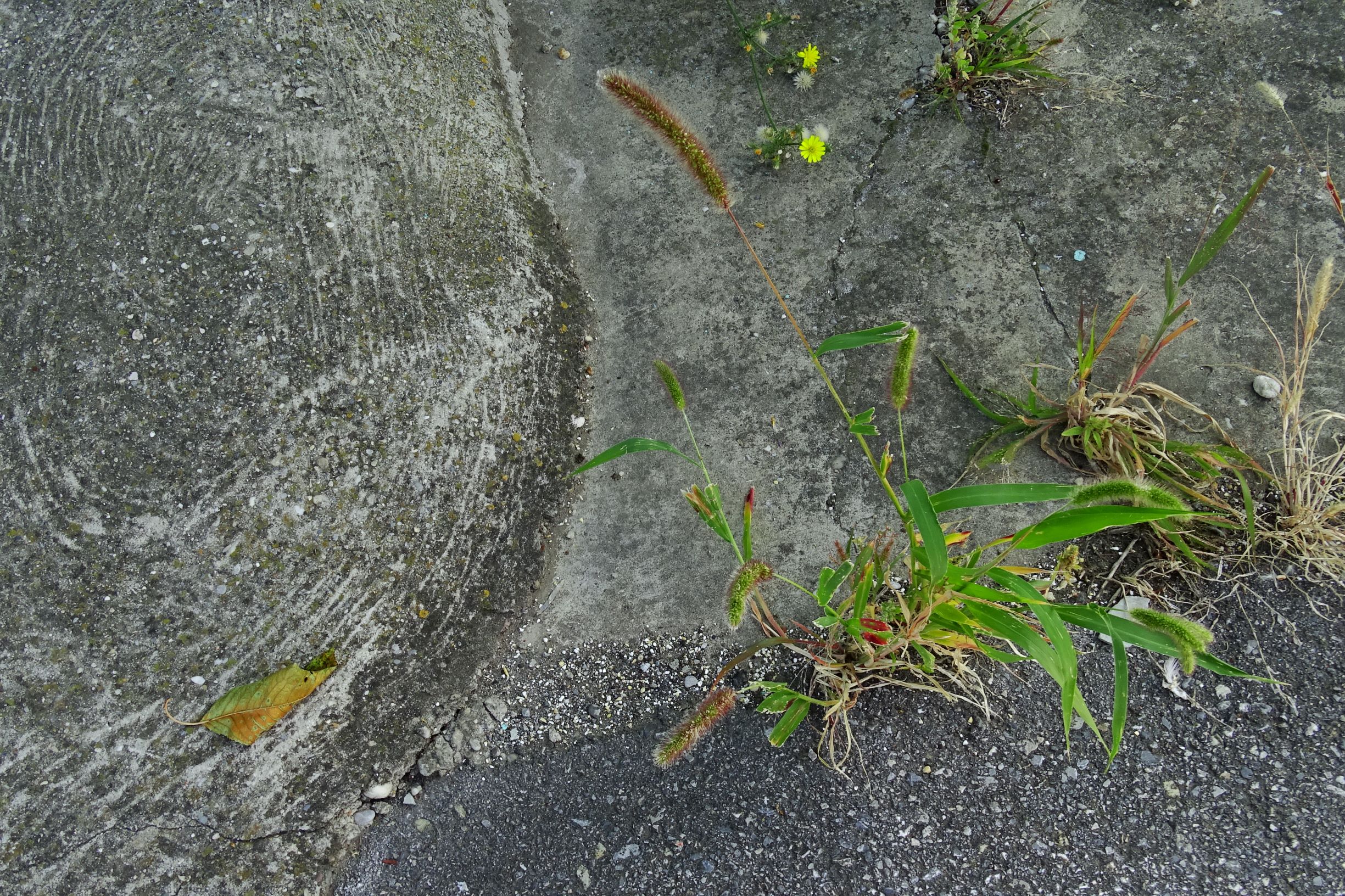 DSC07964 setaria viridis.JPG
