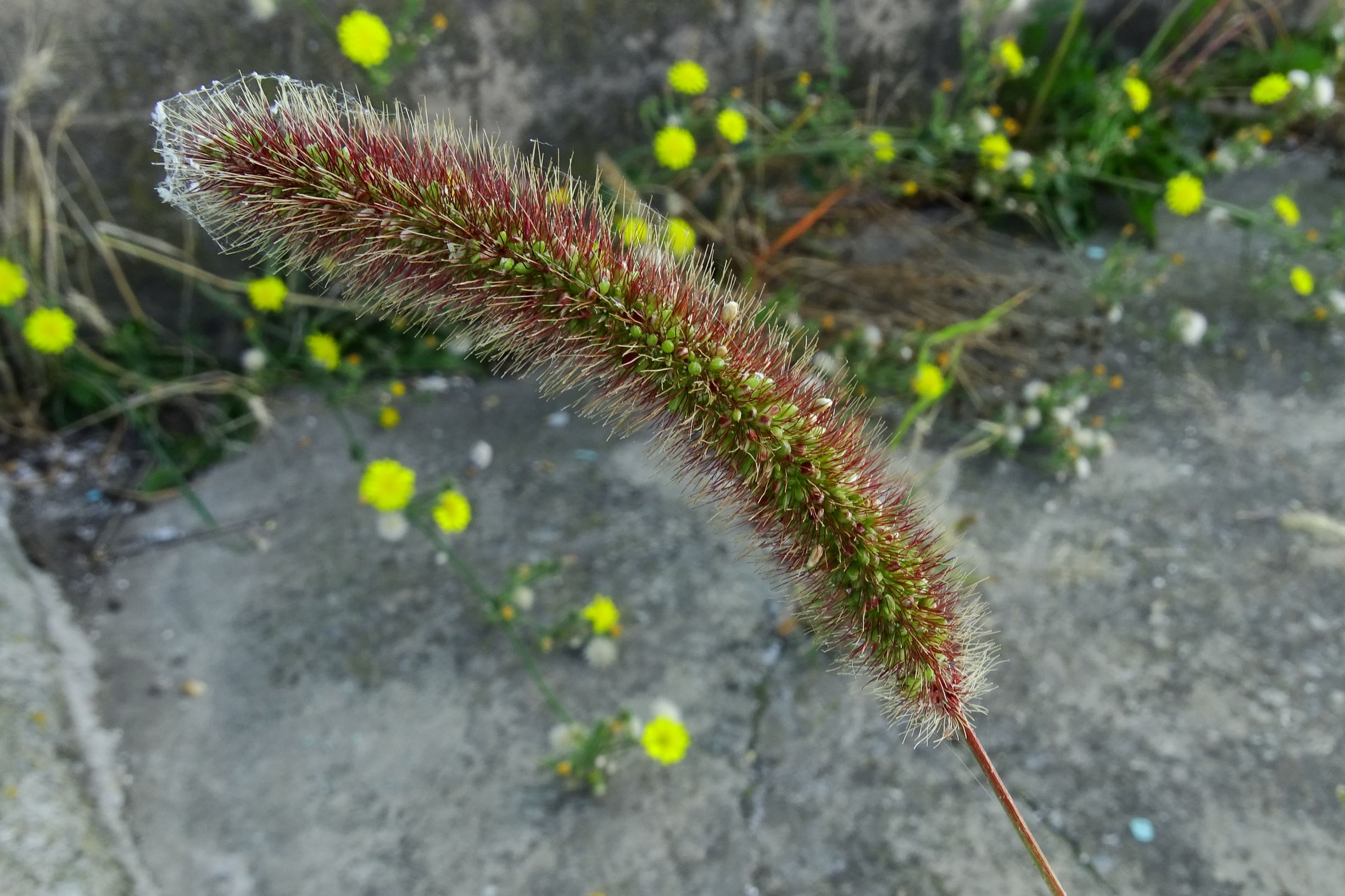 DSC07965 setaria viridis.JPG