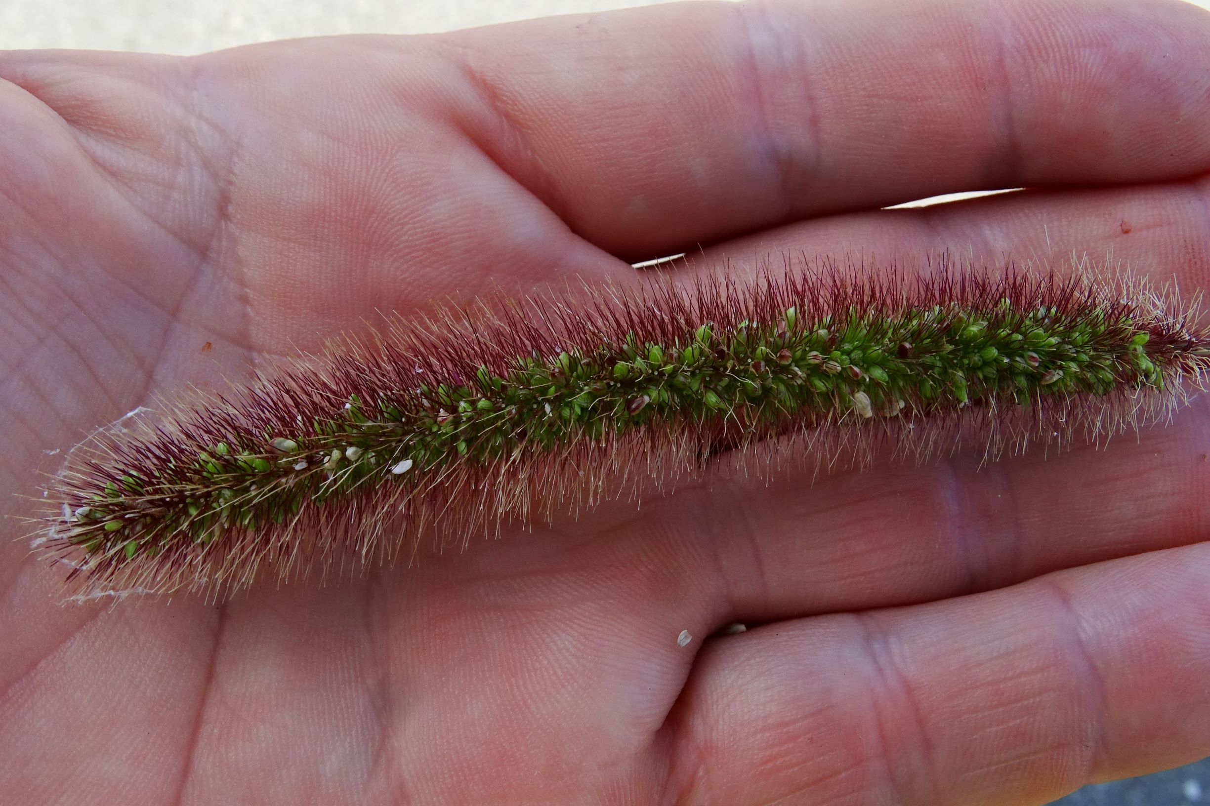 DSC07967 setaria viridis.JPG