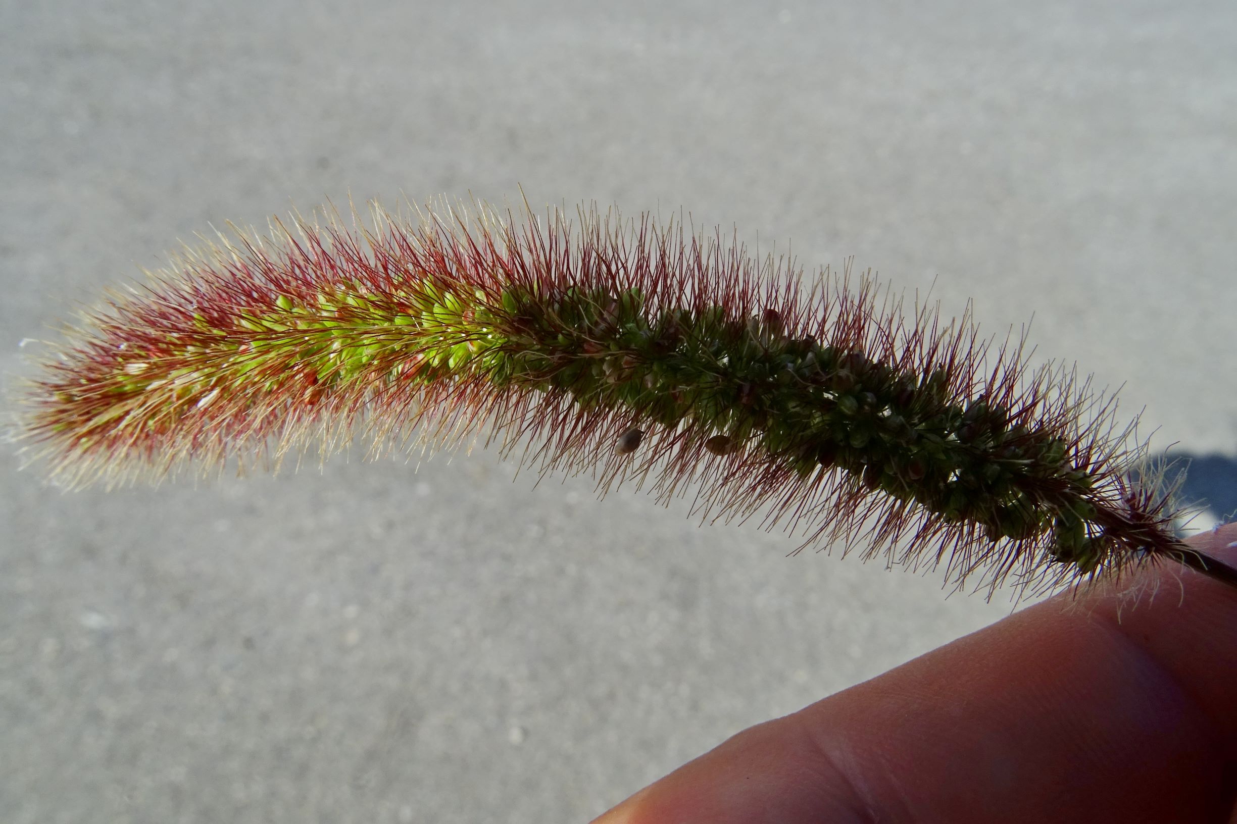 DSC07968 setaria viridis.JPG