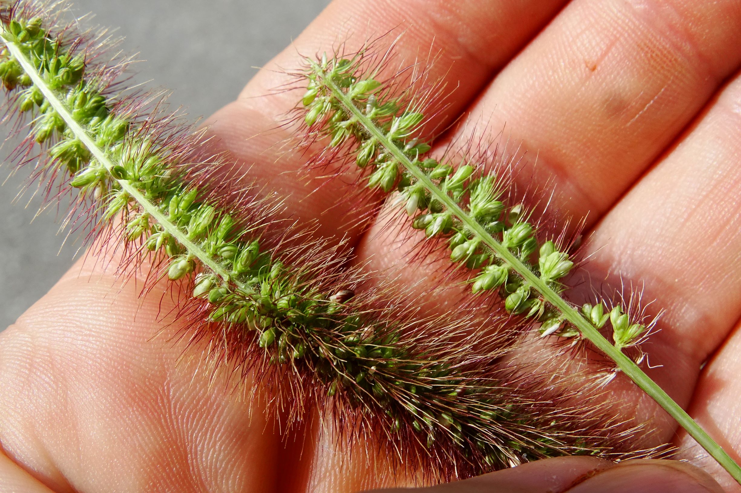 DSC07972 setaria viridis.JPG