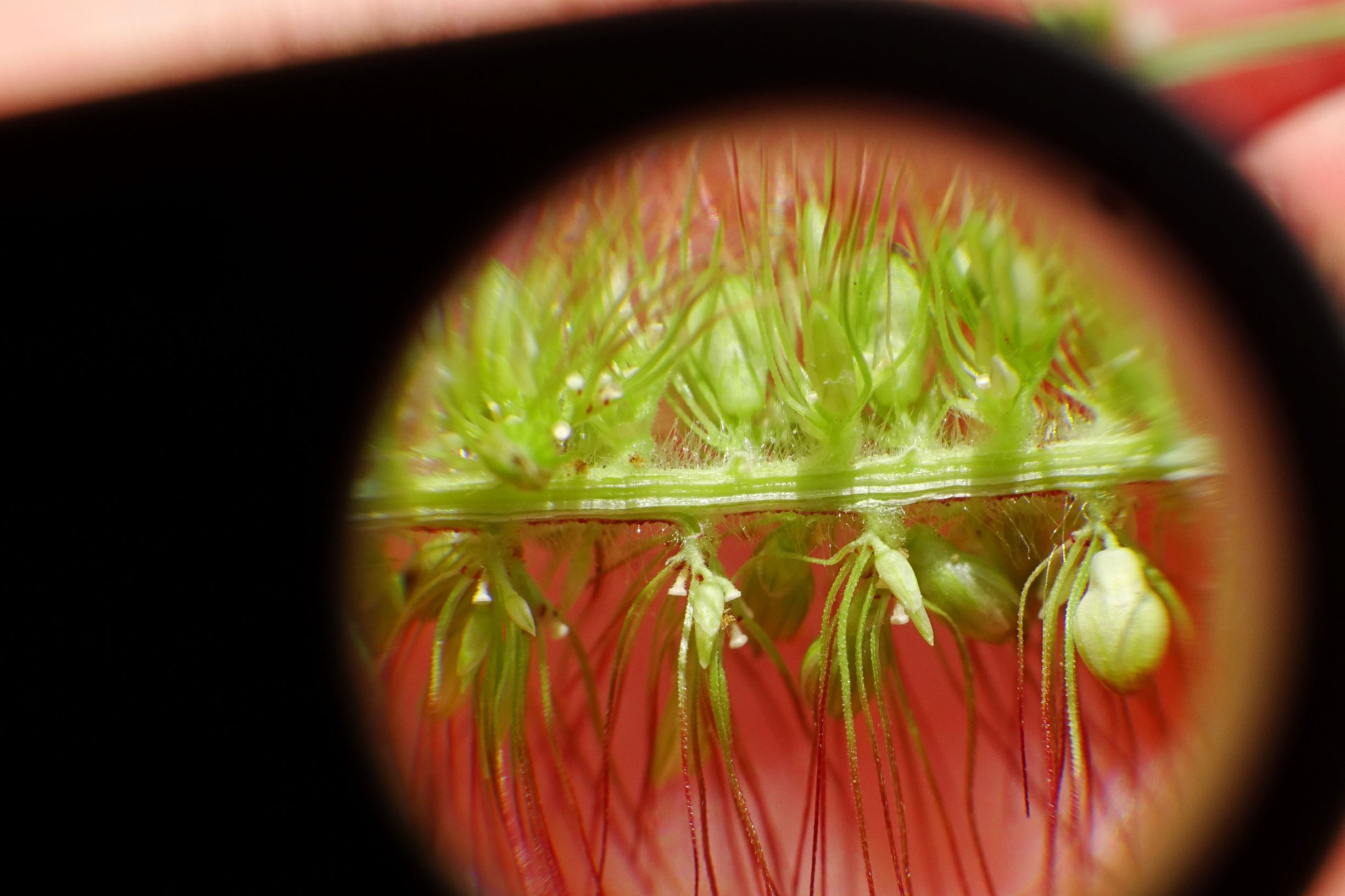 DSC07976 setaria viridis.JPG