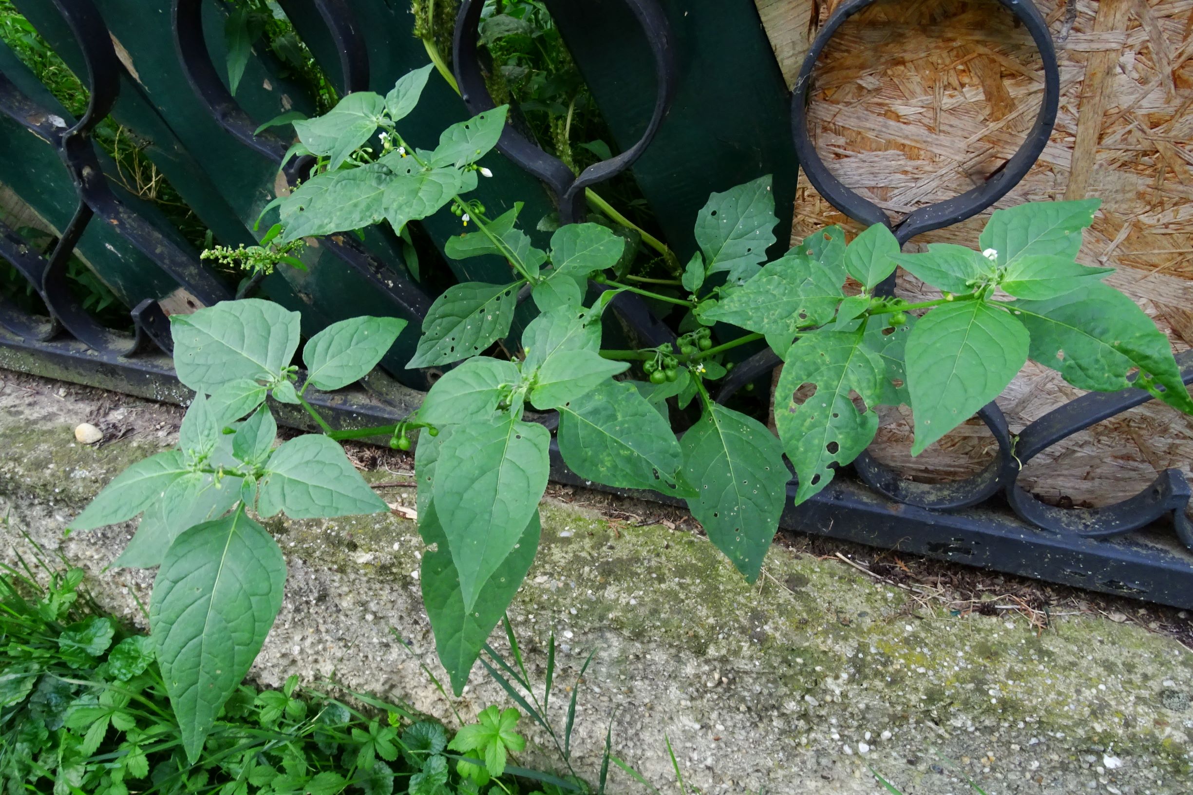 DSC04726 prell-SW solanum nigrum.JPG